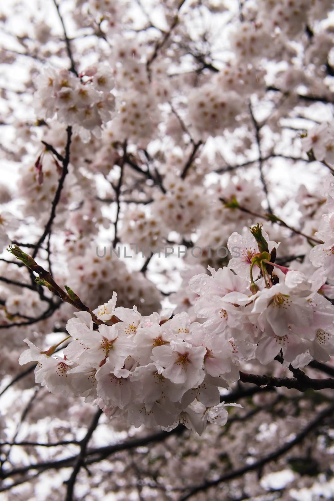 Sakura by kapongza