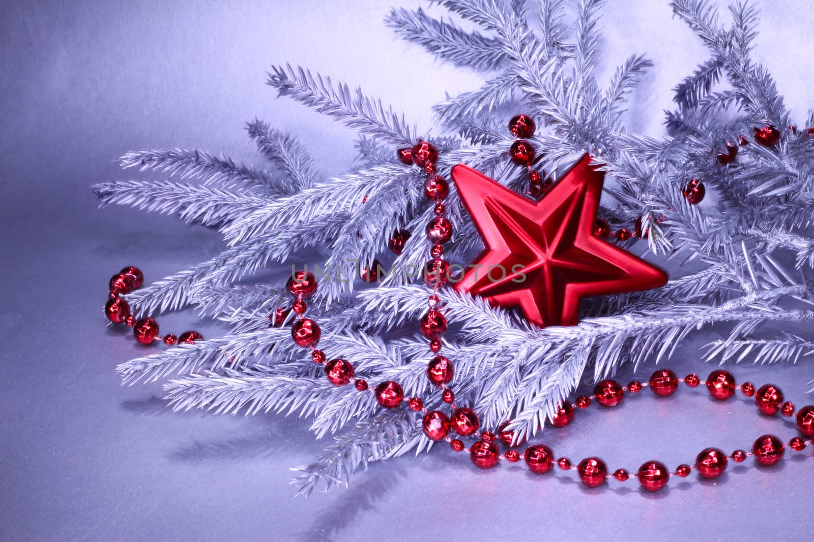 Branch of silver christmas fir tree with red decoration