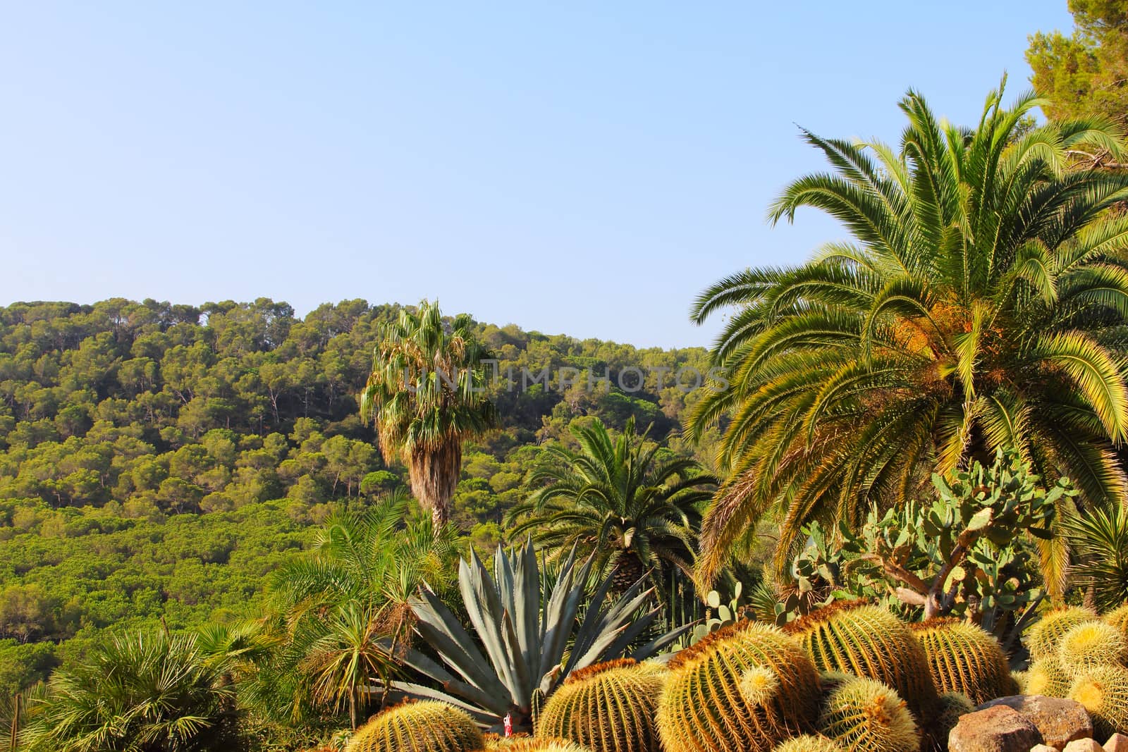 Landscape with cactus by destillat