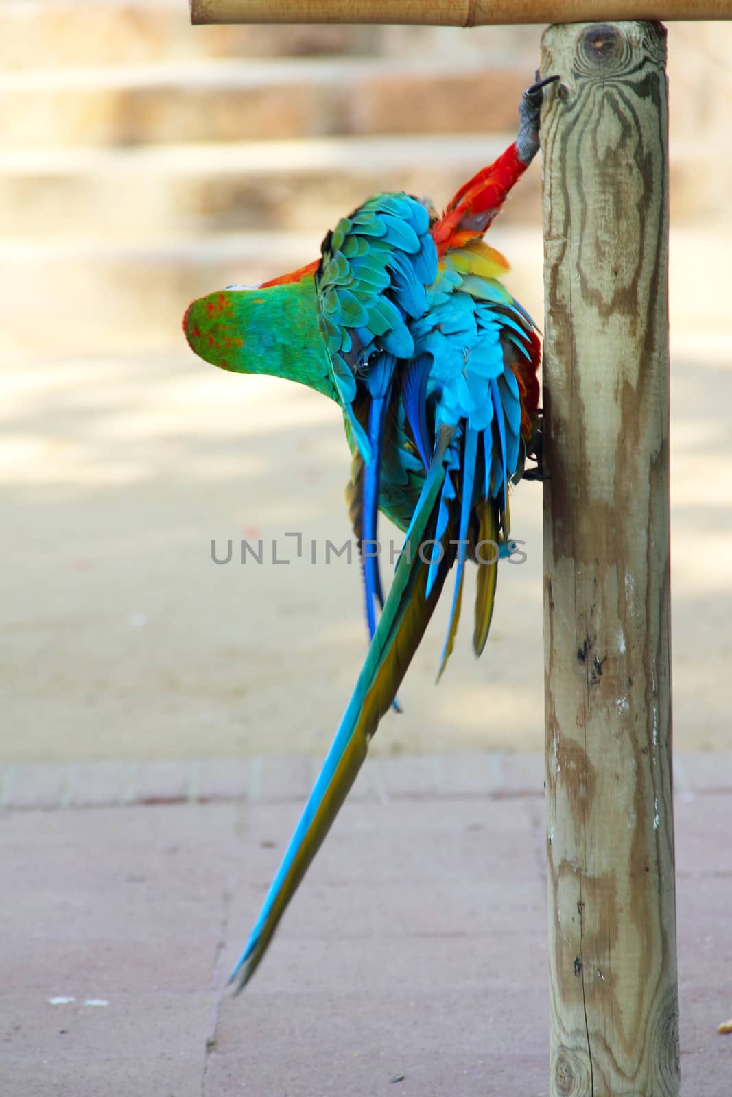 Macaw portrait by destillat