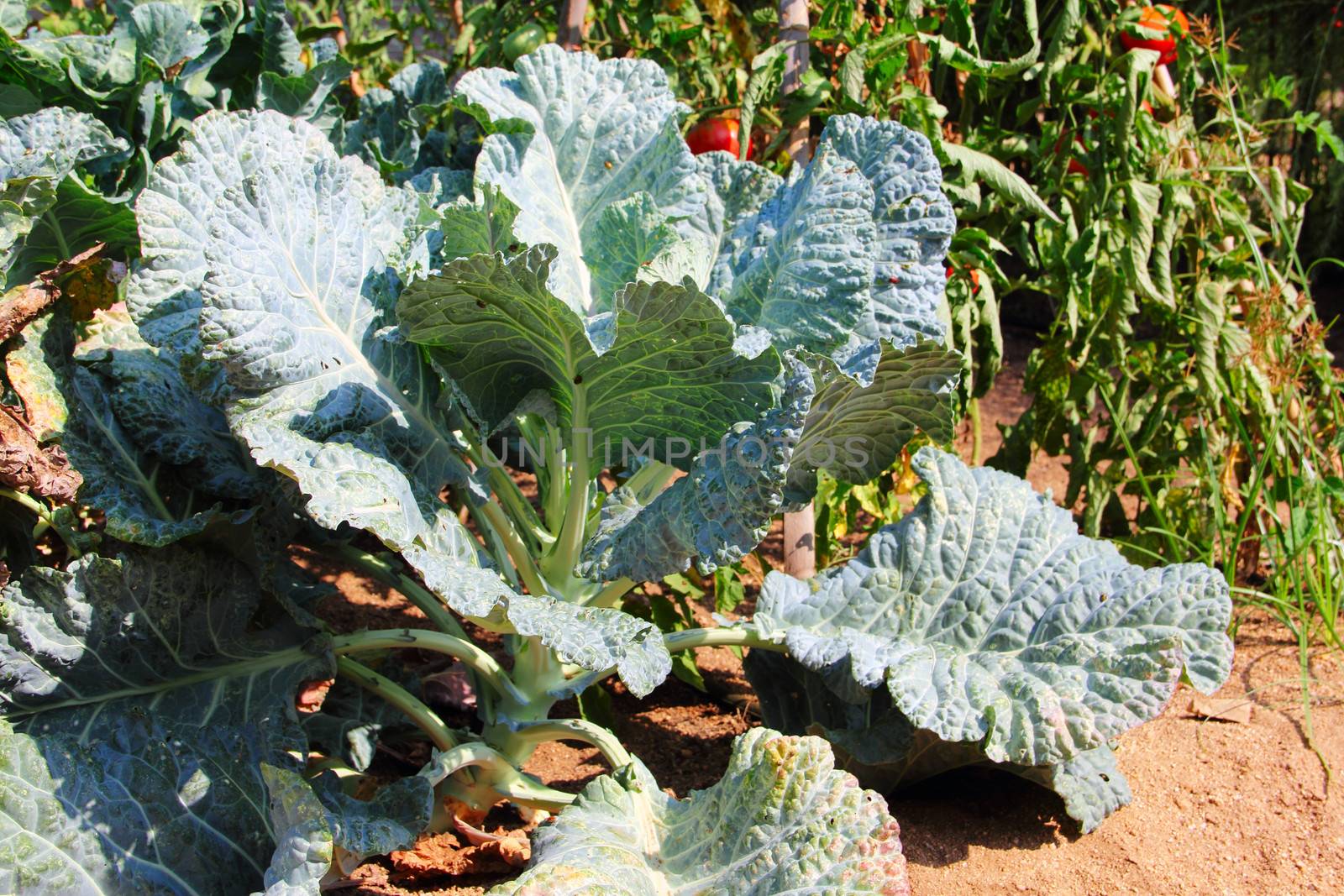 Green cabbage in garden outdoors at sunny day