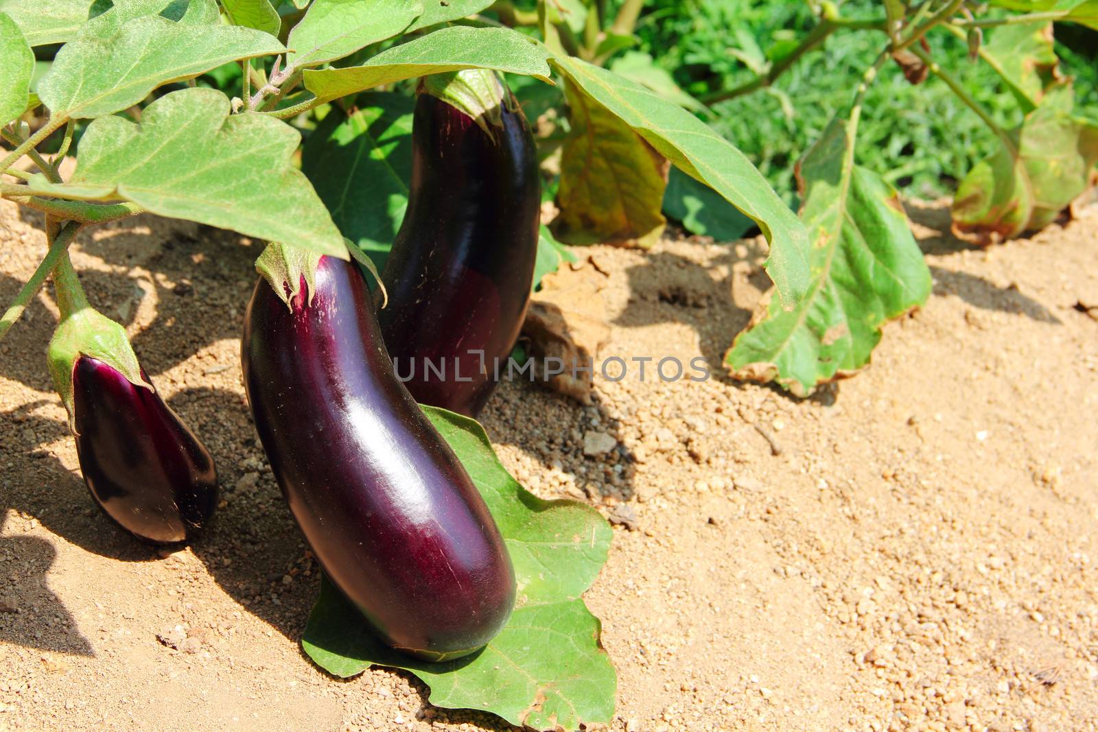 Eggplant fruits growing in the garden by destillat