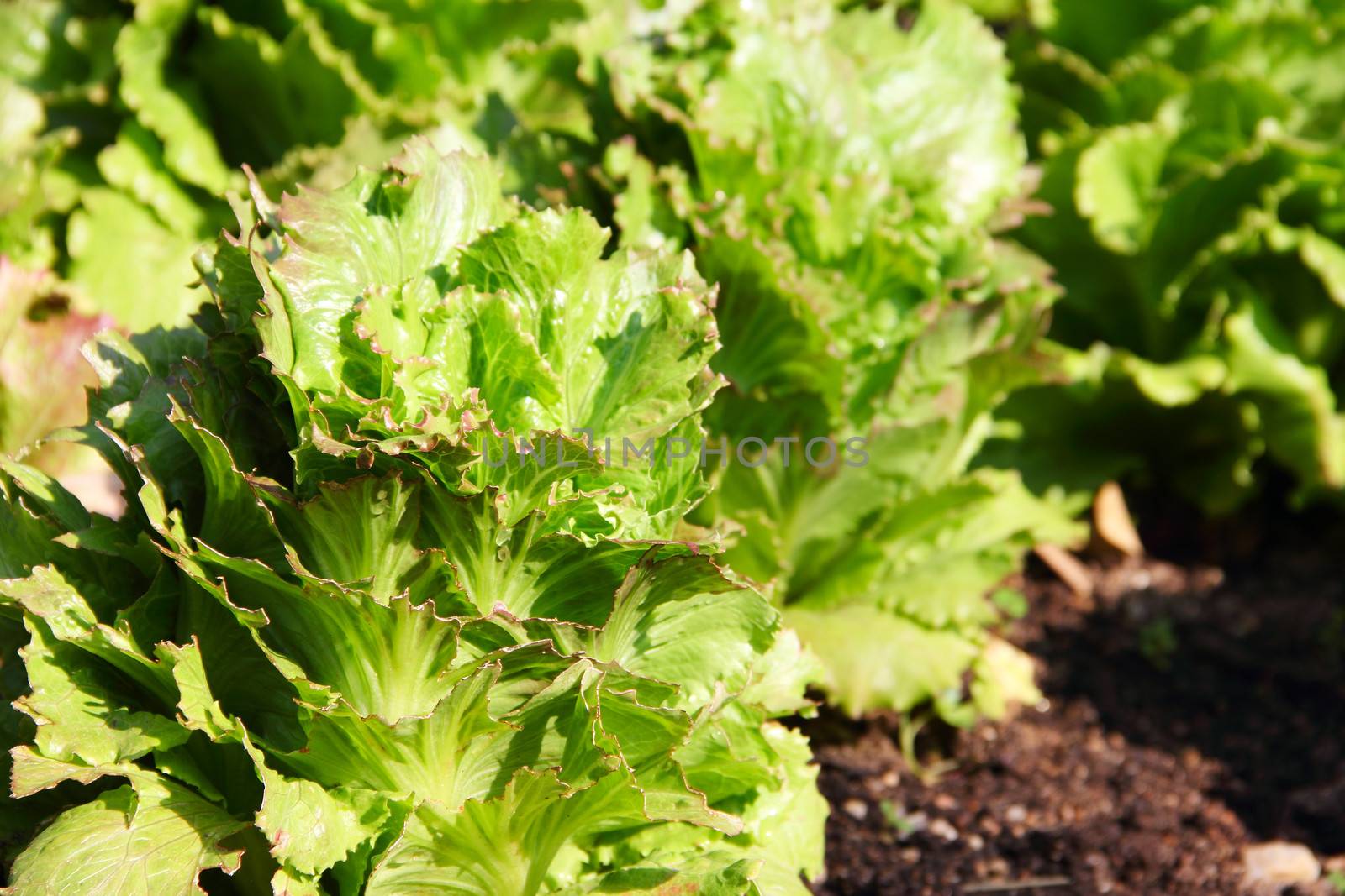 Green lettuce on a garden bed close up