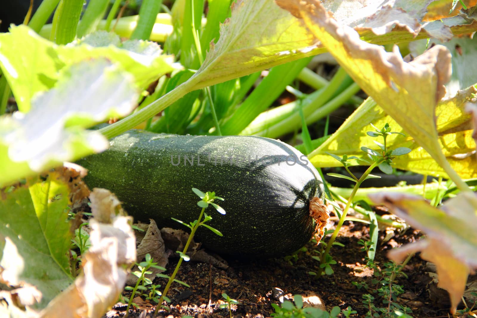 Closeup view of mature zucchini by destillat