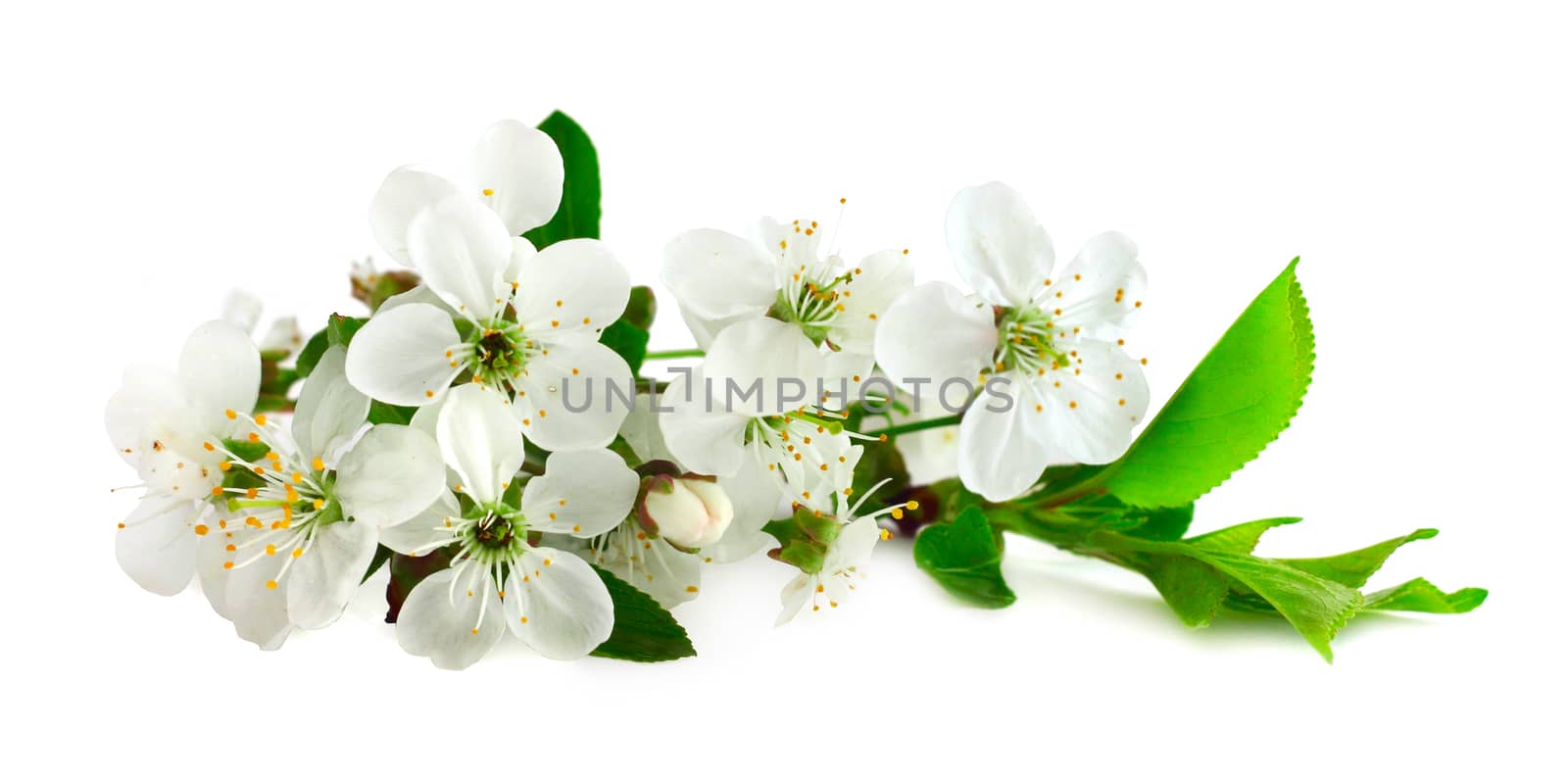 Cherry flowers isolated on white by destillat