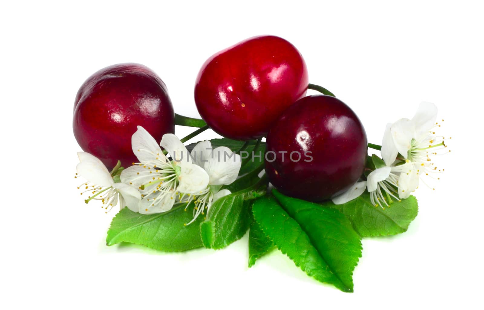 Cherry with leafs and flowers isolated on white background