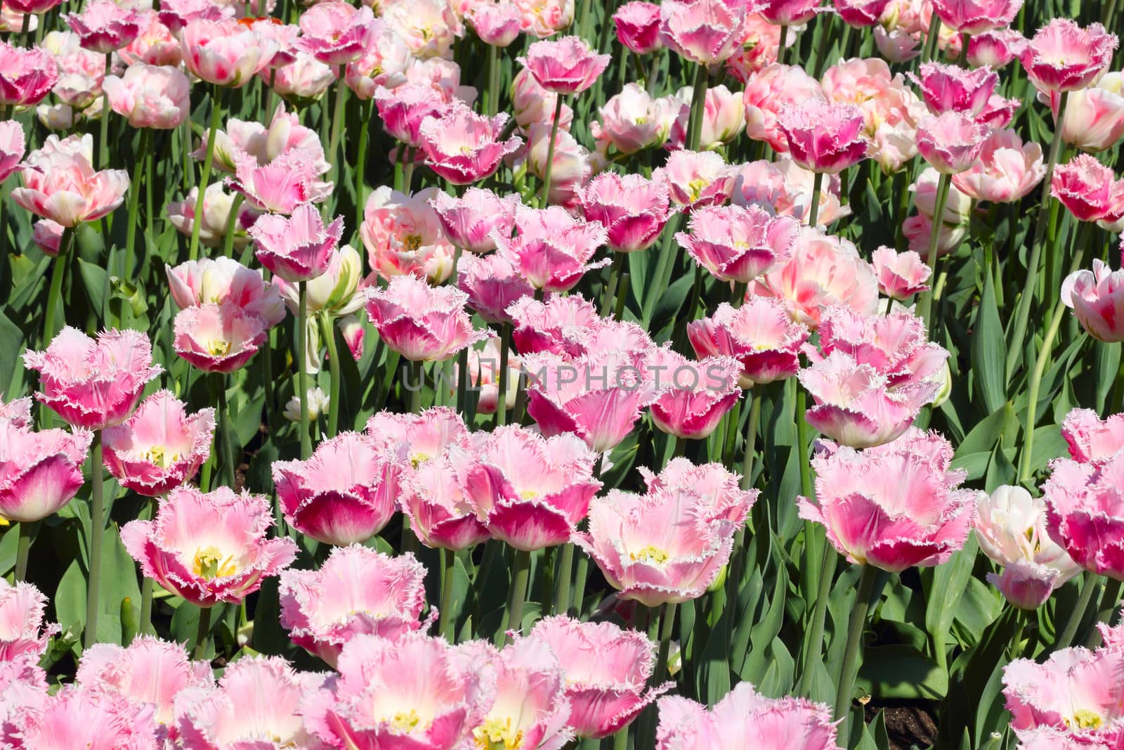 Beautiful spring pink tulips at sunny day