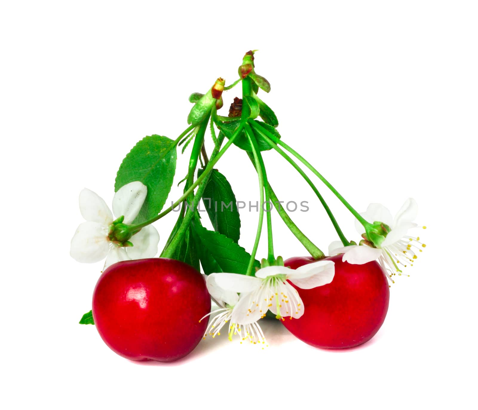 Cherry with leafs and flowers isolated on white background