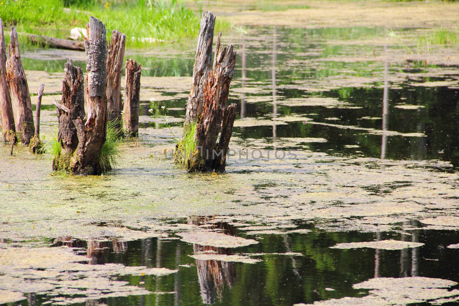 Beautiful swamp in forest at sunny day