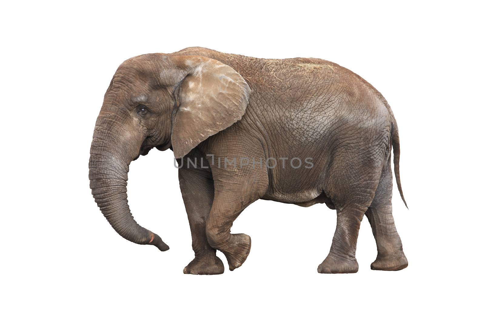 Elephant isolated on white by destillat
