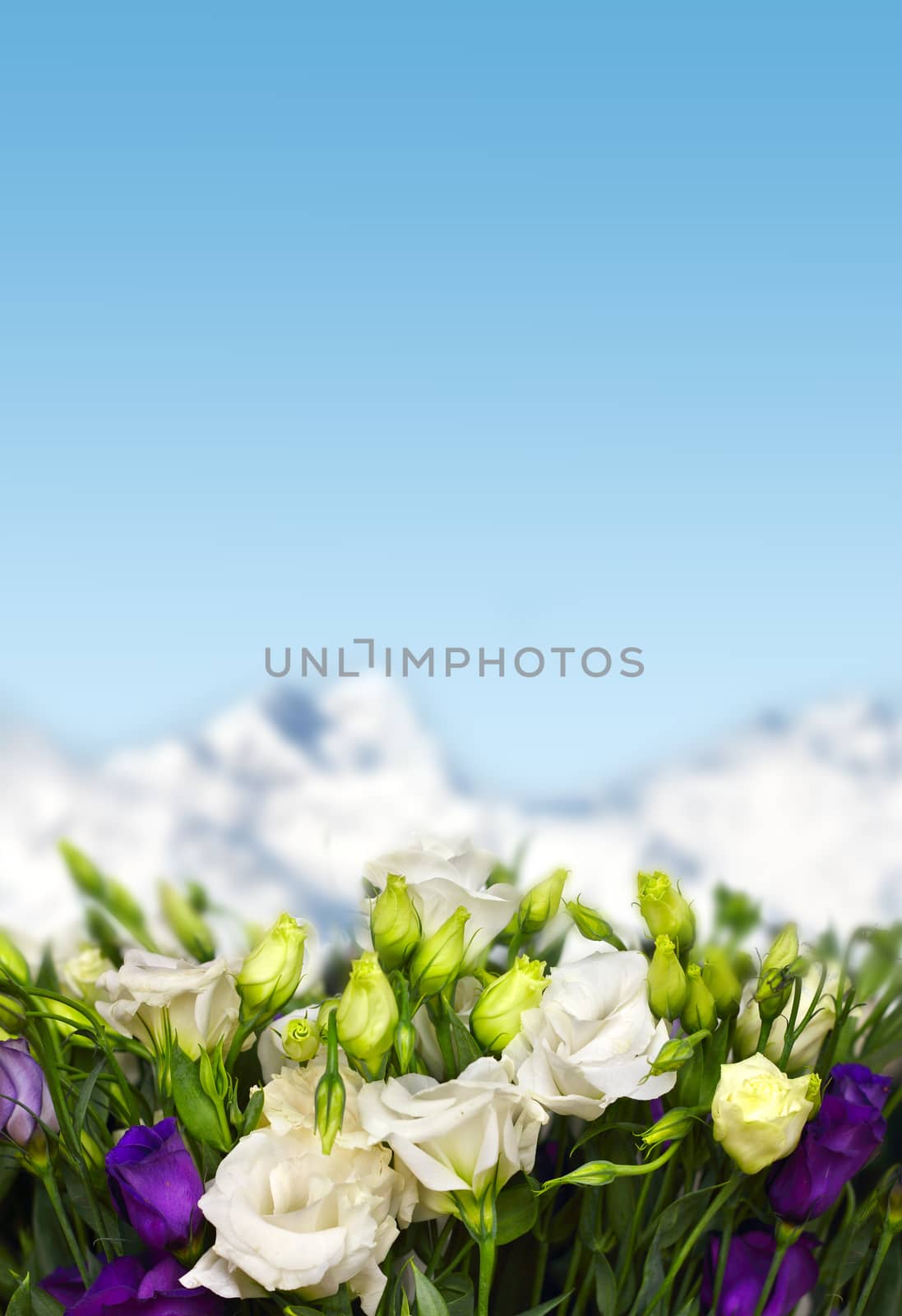 lisianthus flowers in mountains by destillat