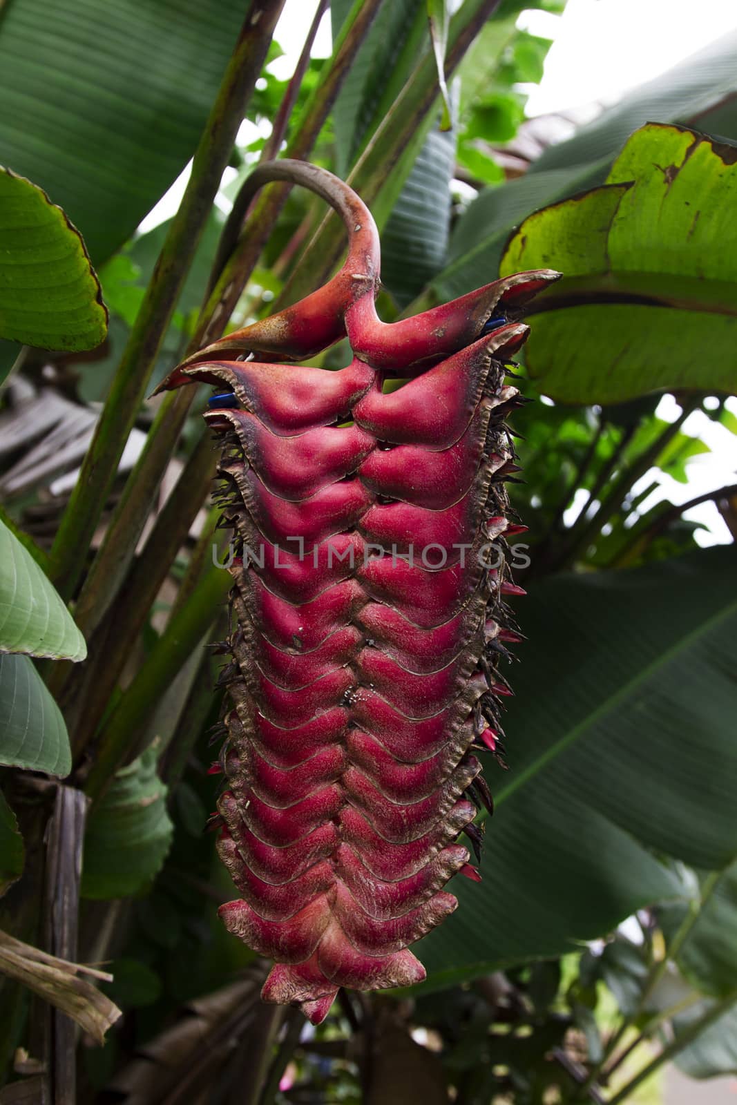 large heliconia flower dried up and dead