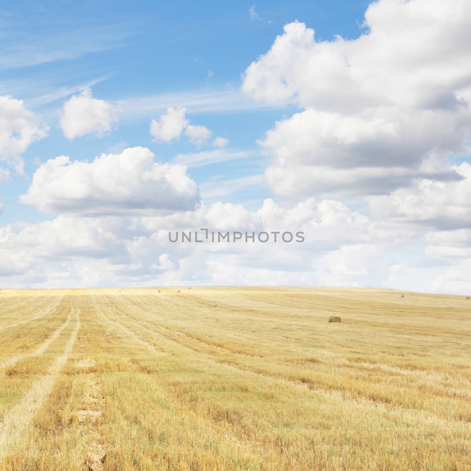 Wheat field after harvesting under blue cloudy sky
