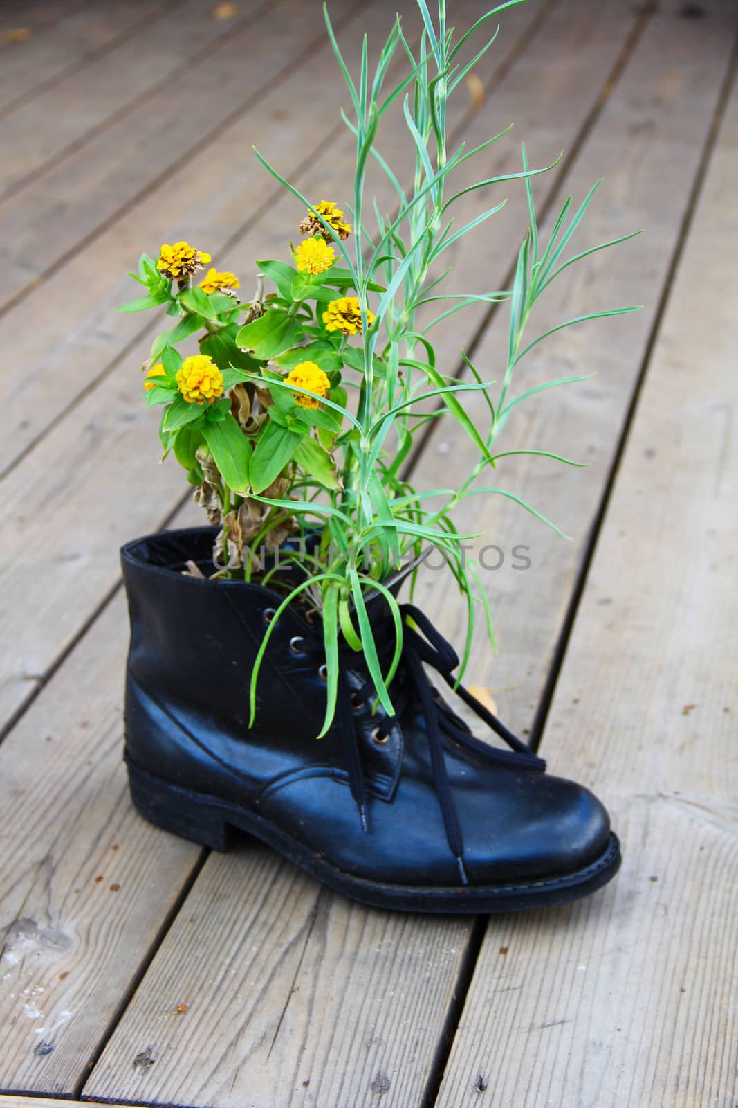 Flower growing from old boot used as pot