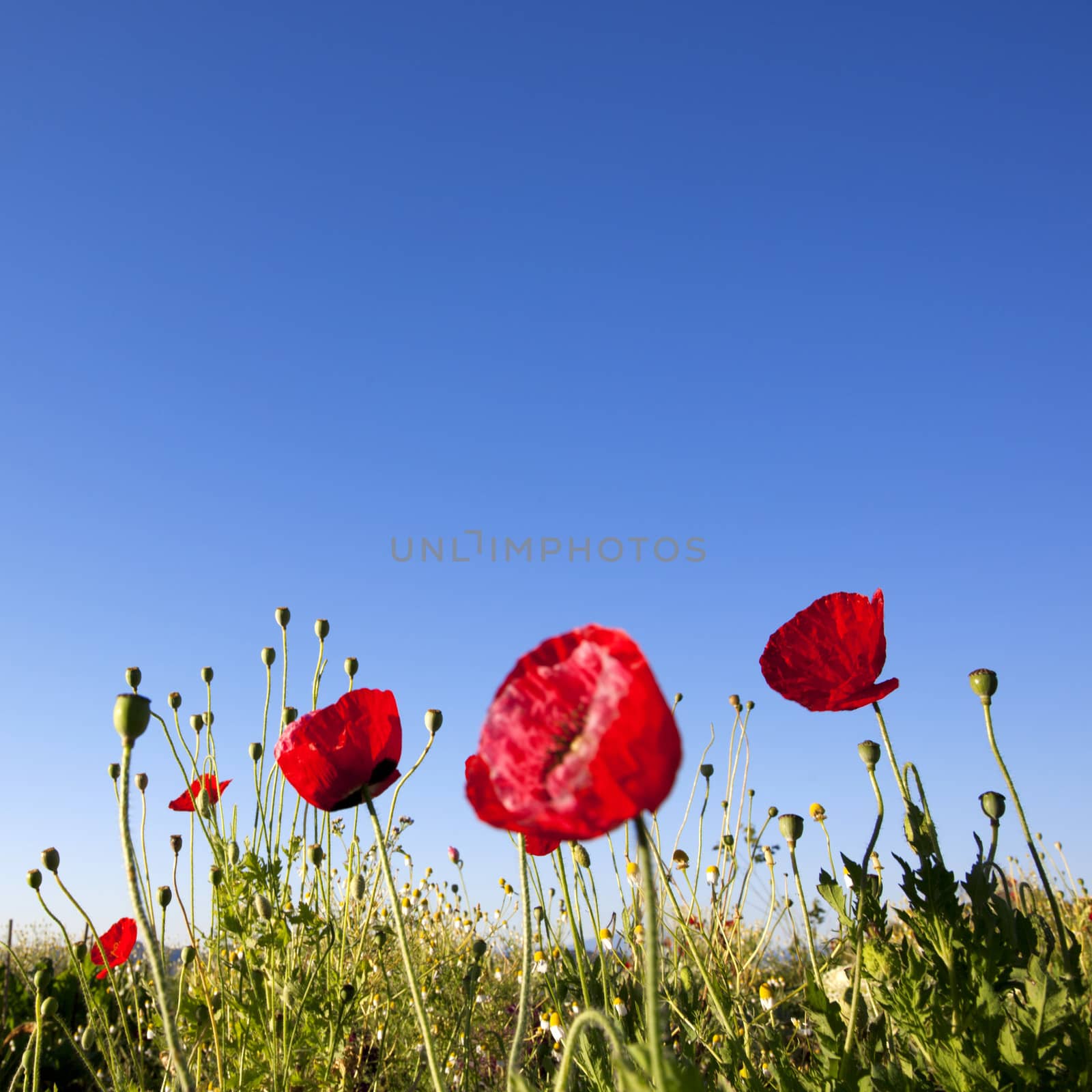 Red Poppy flowers with blue sky background by tanatat