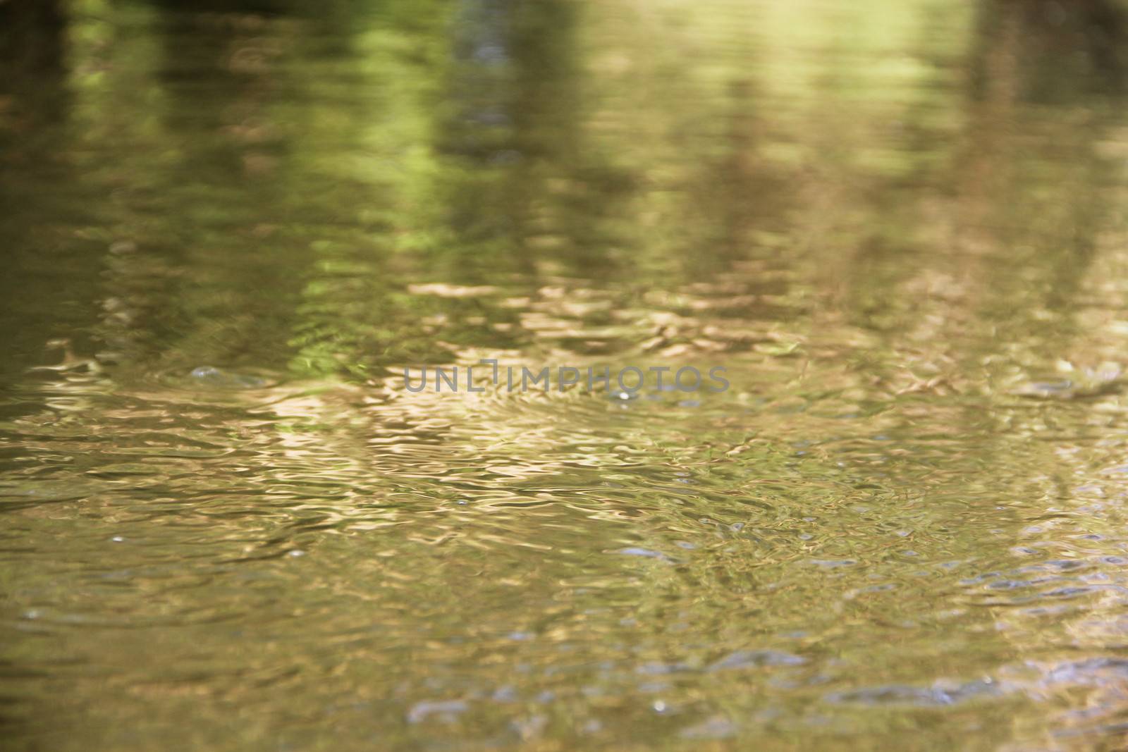 Green water surface of calm forest river