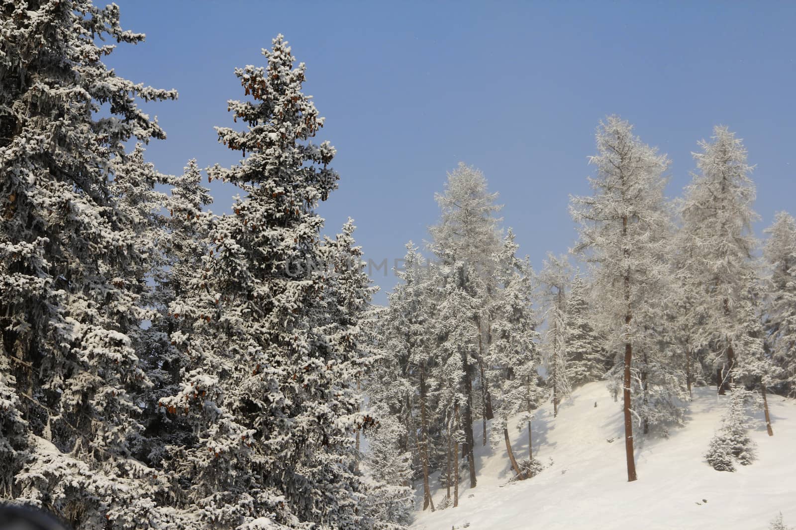 Winter mountain forest under blue sky