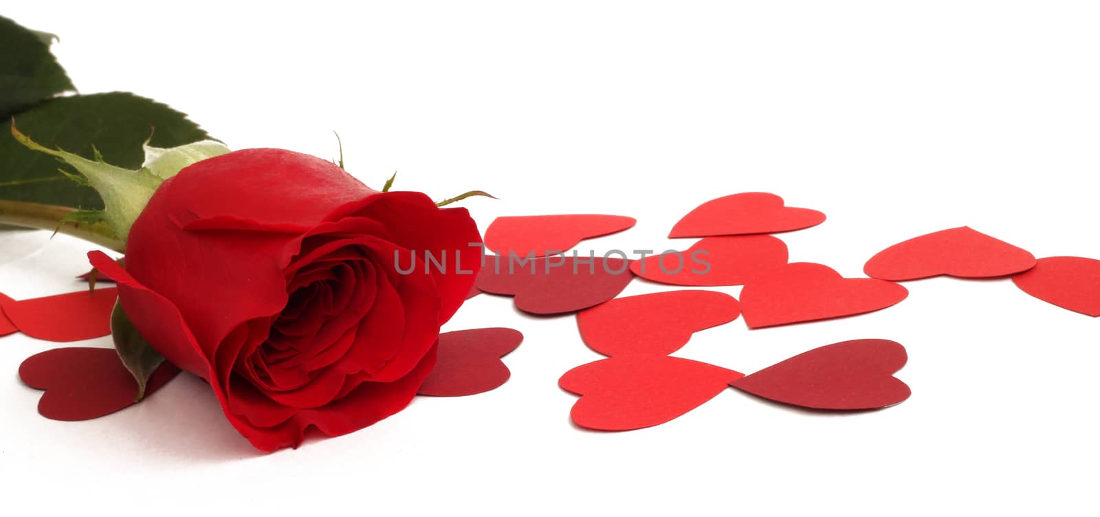 Red rose and paper hearts Valentines Day