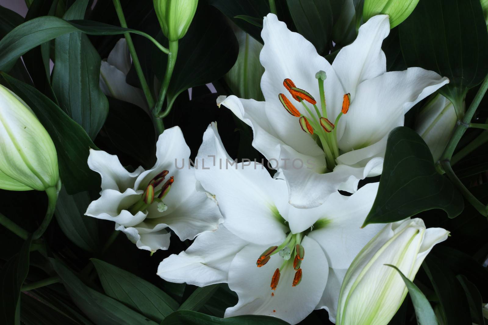 Beautiful fresh lily bouquet macro close up