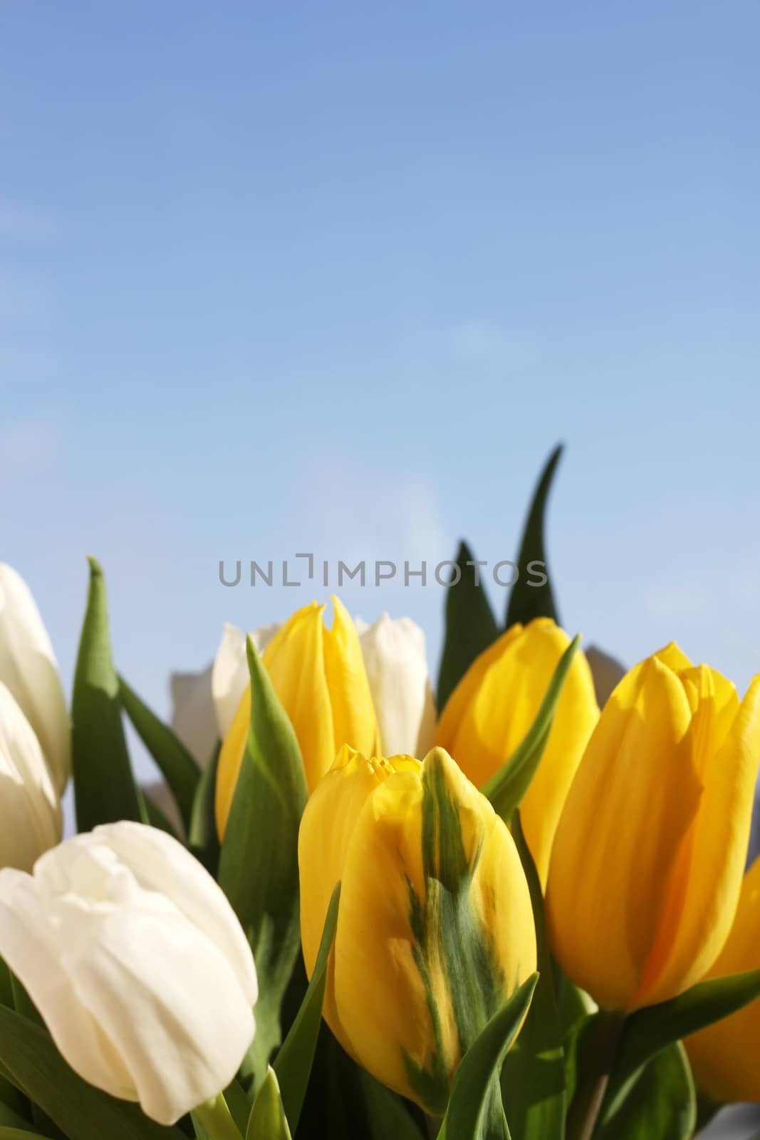 Bautiful white and yellow tulips on sky background