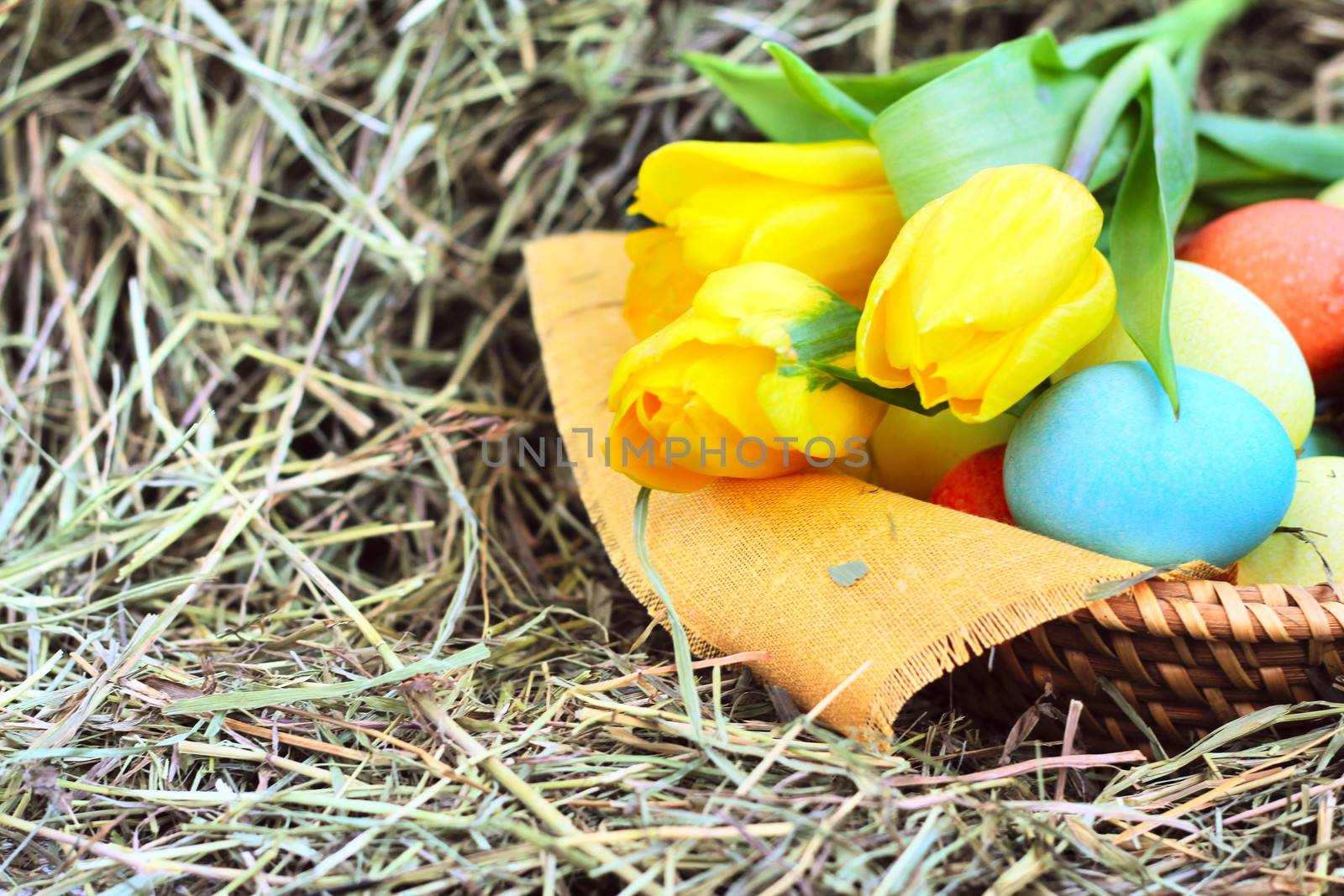 Basket of colored easter eggs and tulips on hay