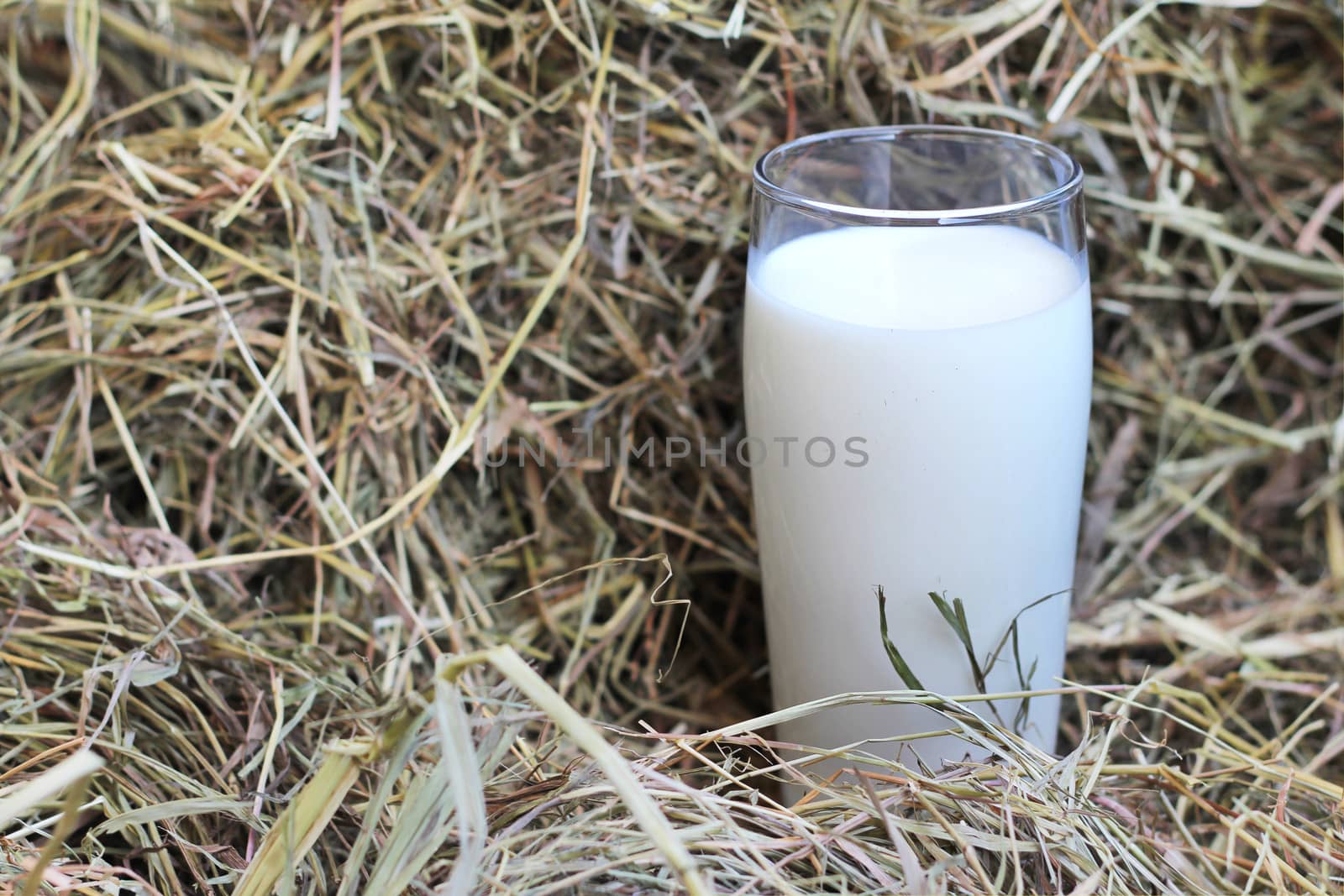 Glass of fresh natural milk on hay