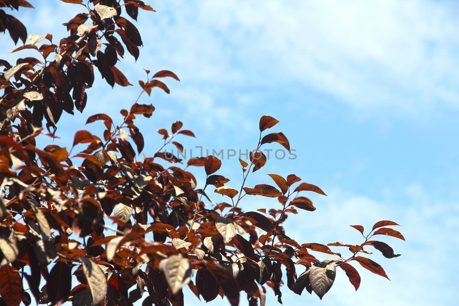 Red Leaf and blue sky beautiful background