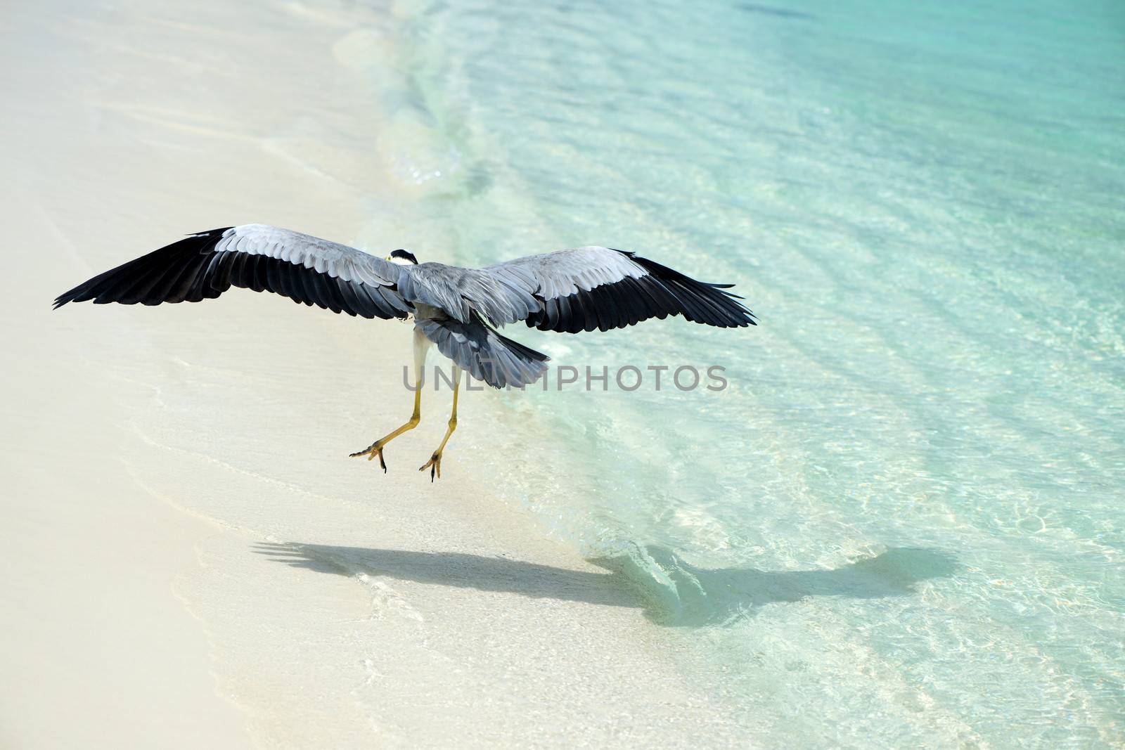 Heron at the beach on Maldivian island