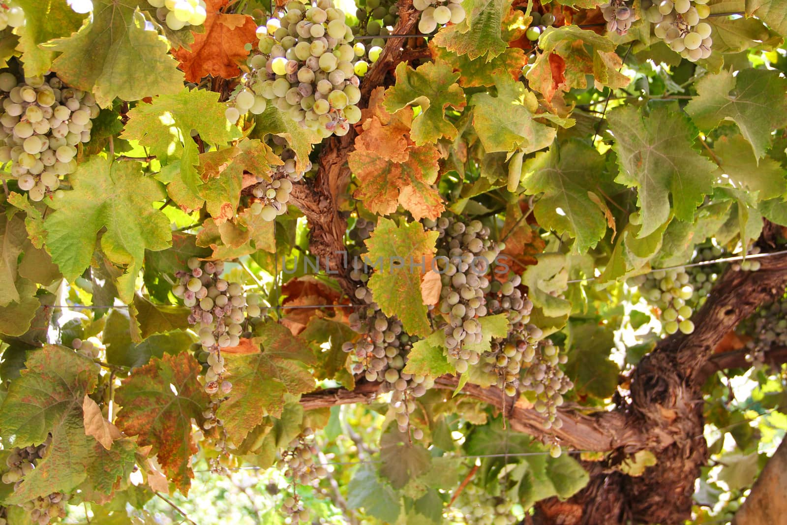 Green grapes on vine over blue sky background