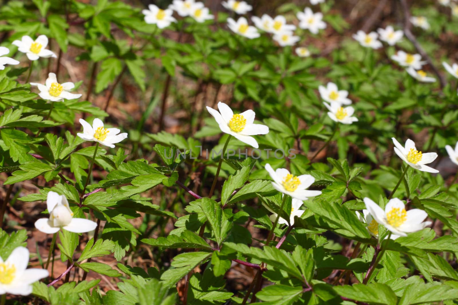 Windflowers close-up by destillat