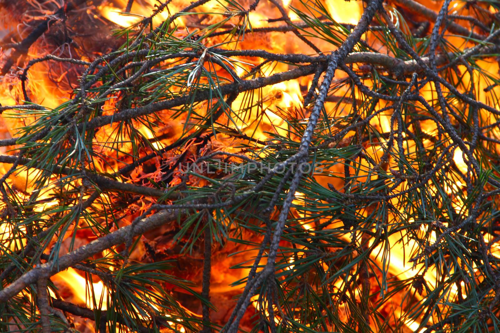Burning pine forest fire macro closeup