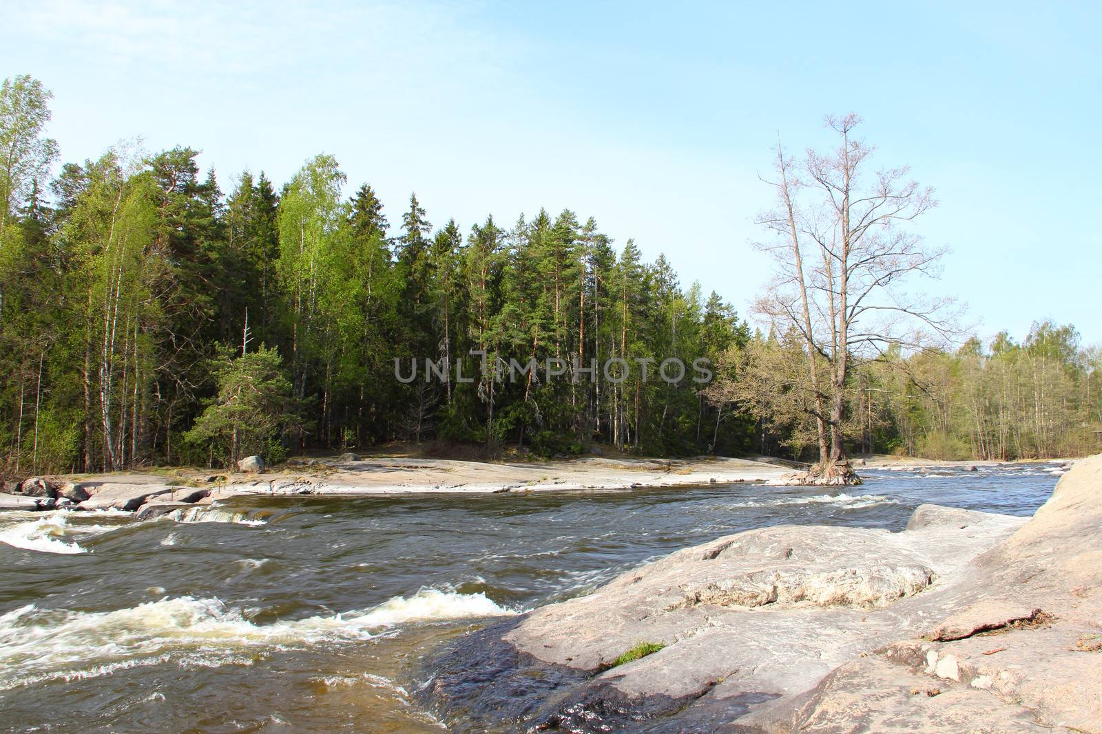 River in forest by destillat