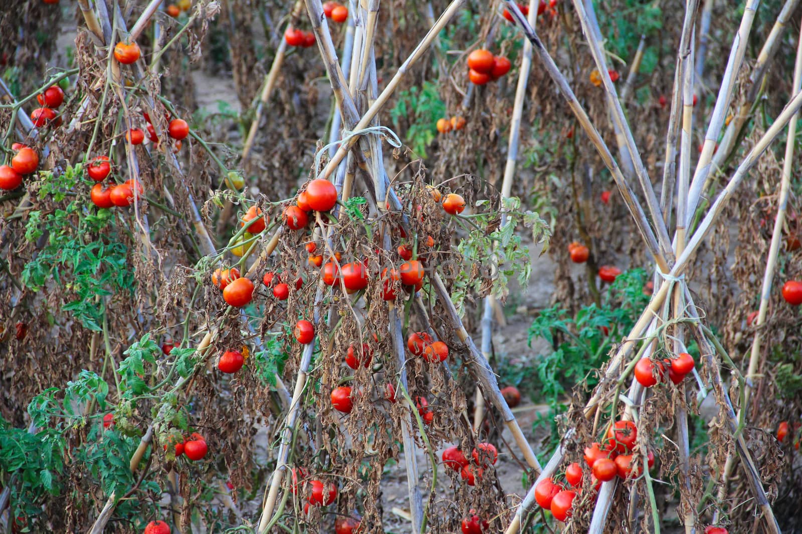 Ripe tomatoes on branch outdoors in summer day