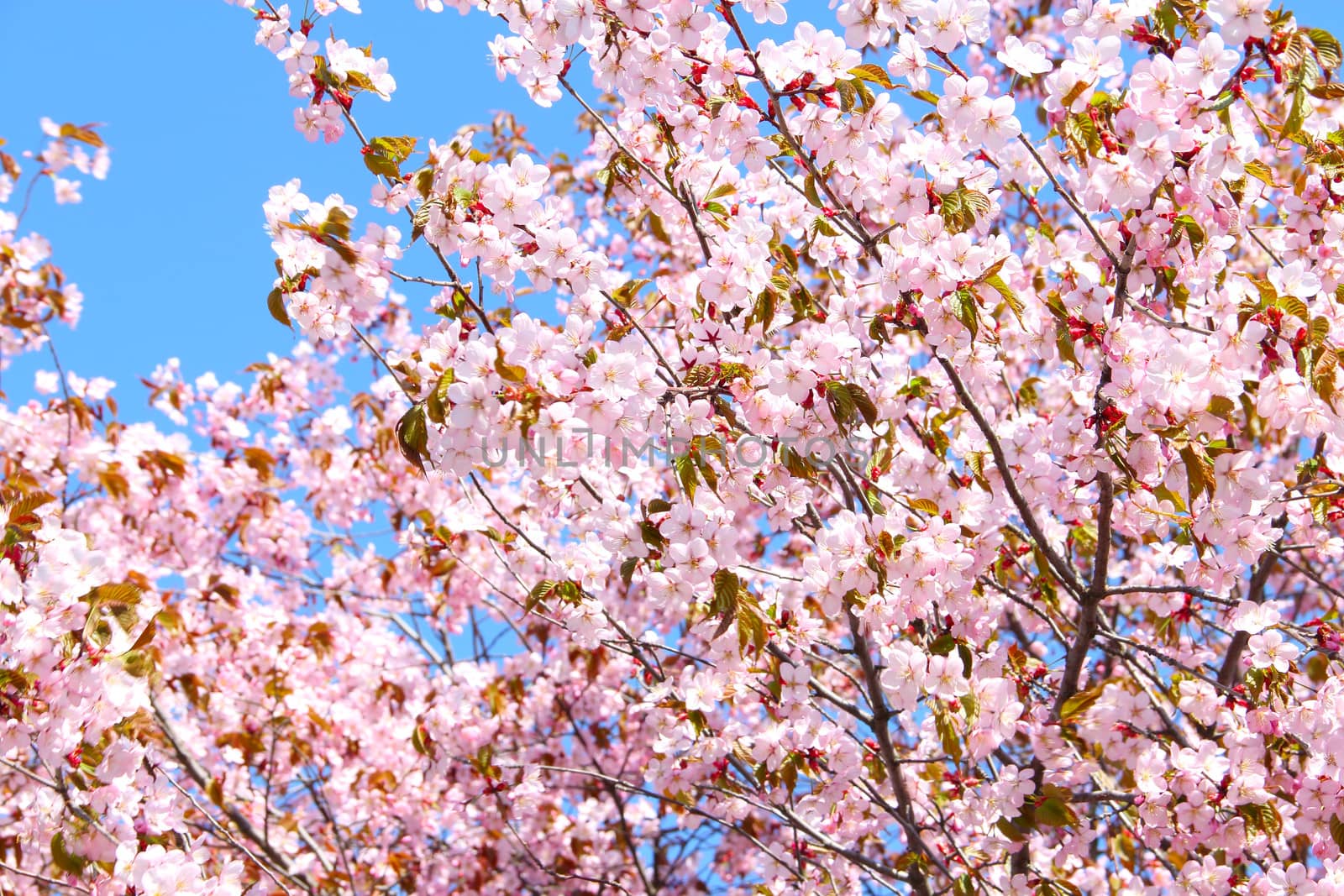 Bloomink pink sacura on blue sky background