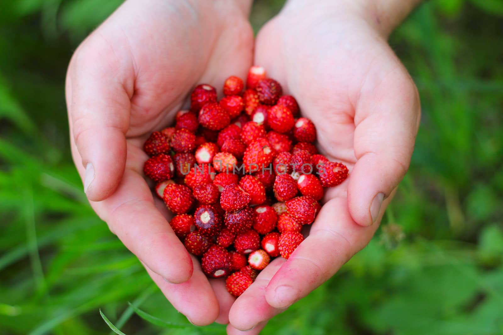 Wild strawberry in hands by destillat