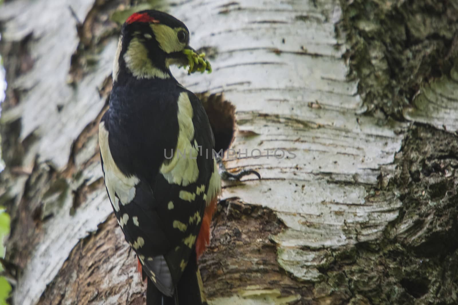 Great Spotted Woodpecker, Dendrocopos major currently has a hectic schedule to feed their kids. The picture is shot by Roeds-mountain in Halden, Norway.