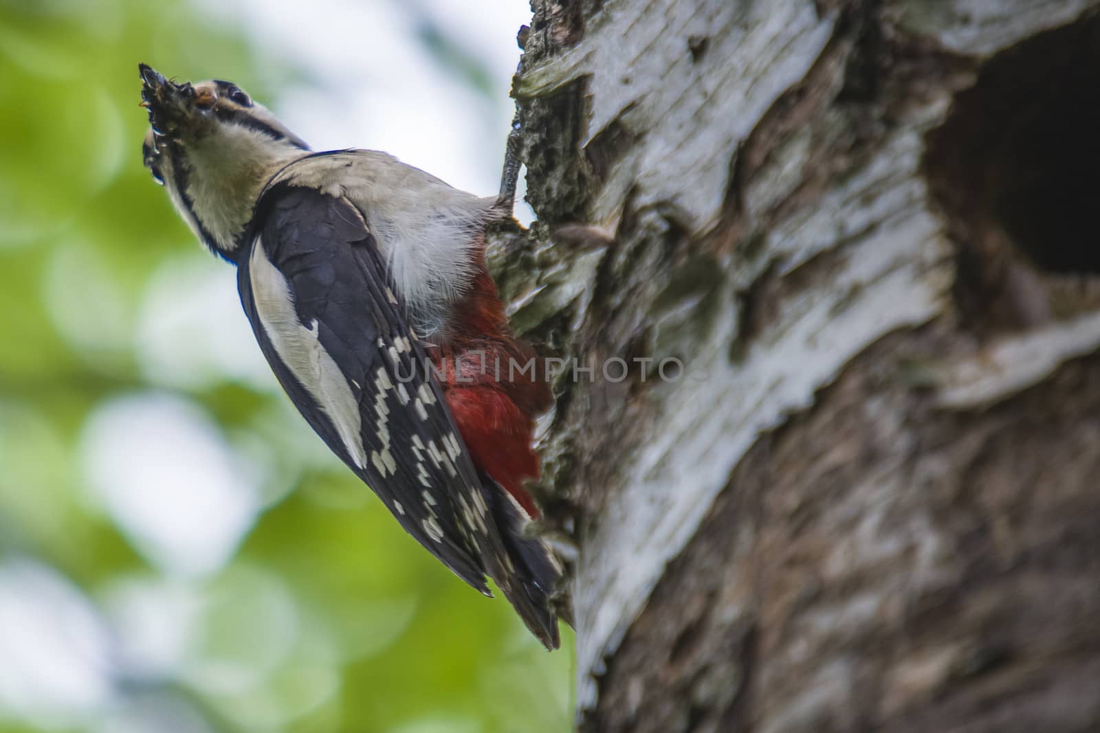 Great Spotted Woodpecker, Dendrocopos major currently has a hectic schedule to feed their kids. The picture is shot by Roeds-mountain in Halden, Norway.