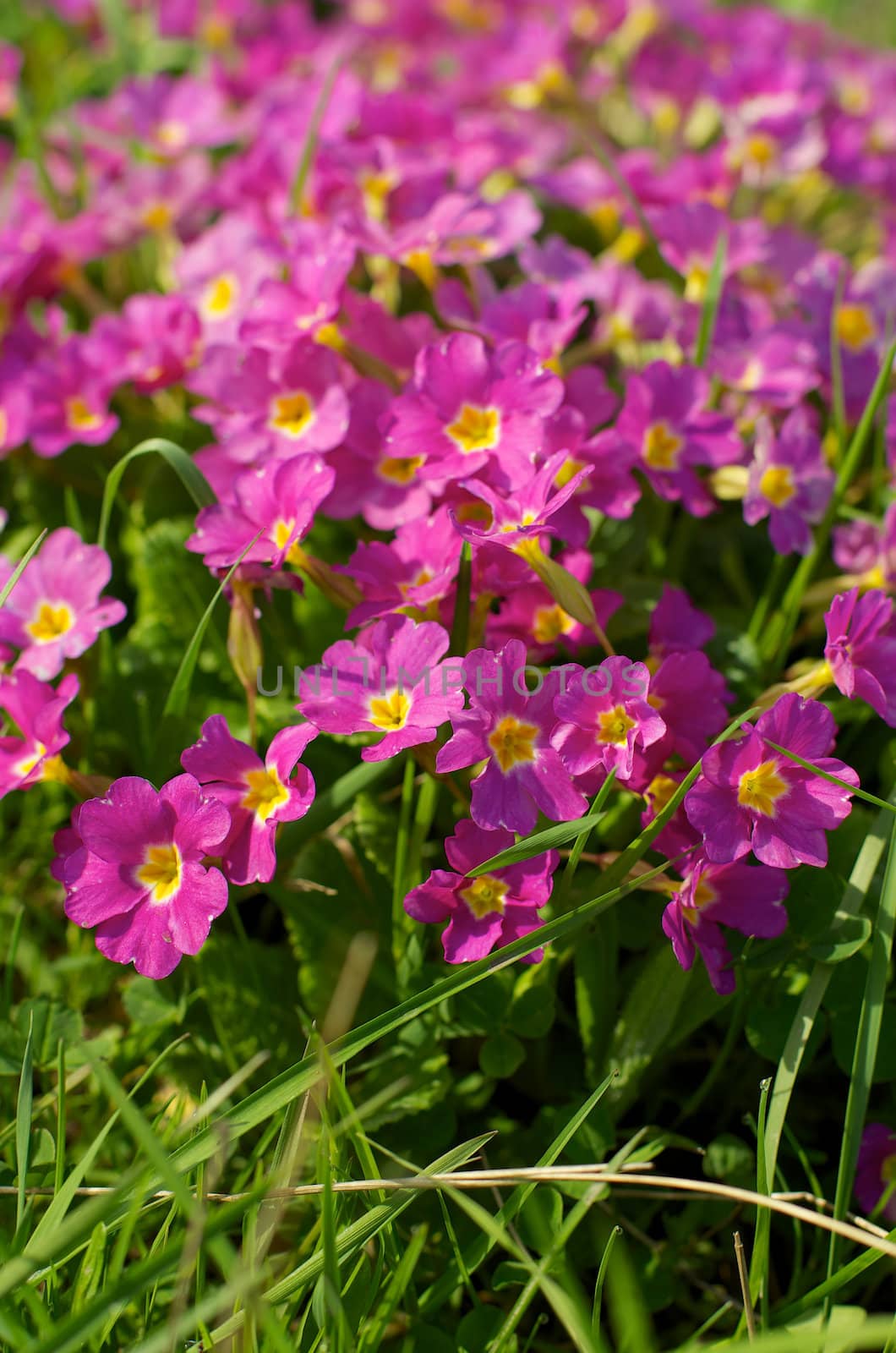 Beautiful Pink Yellow Primroses (Primula) closeup