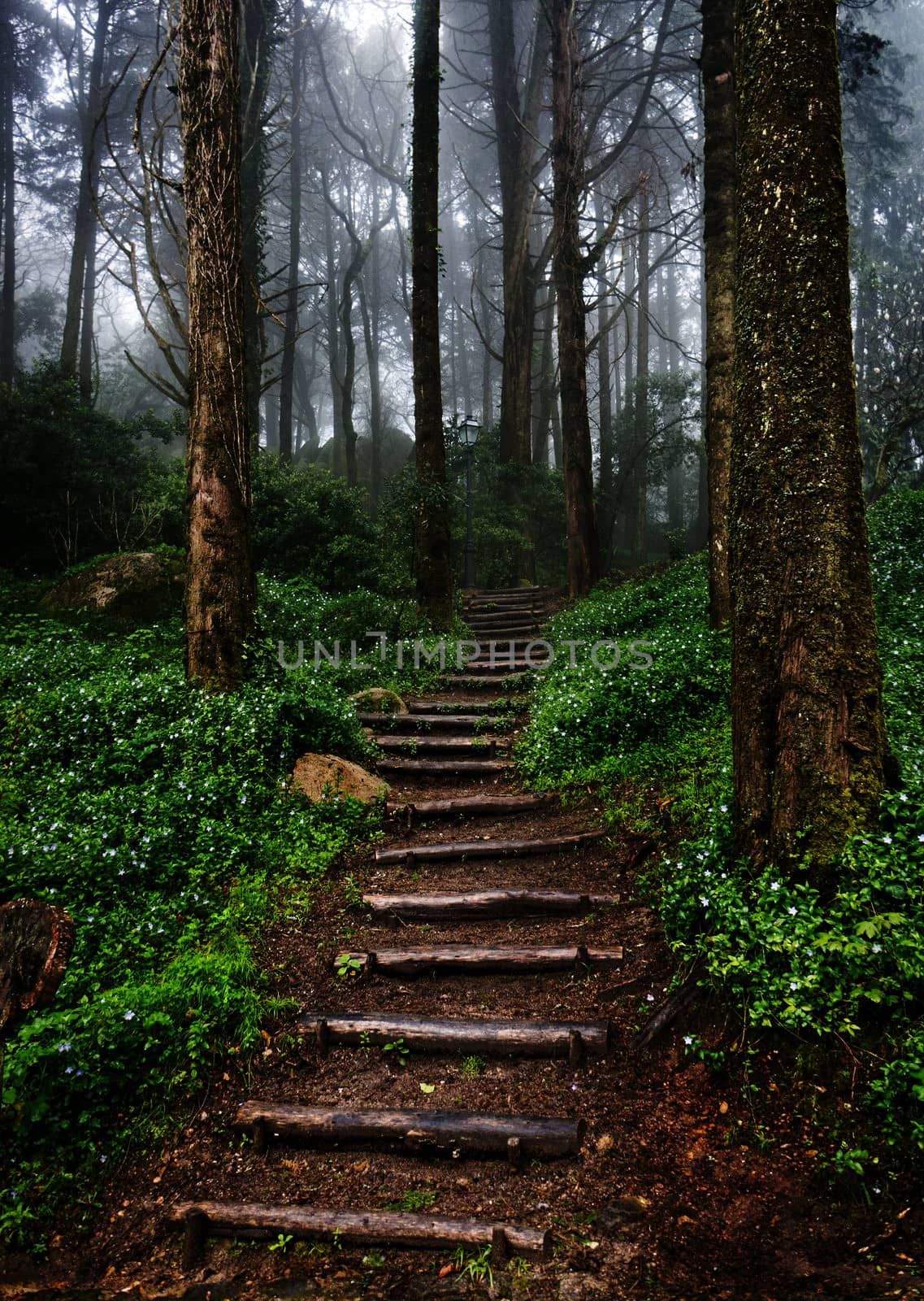 Forest misty stairs