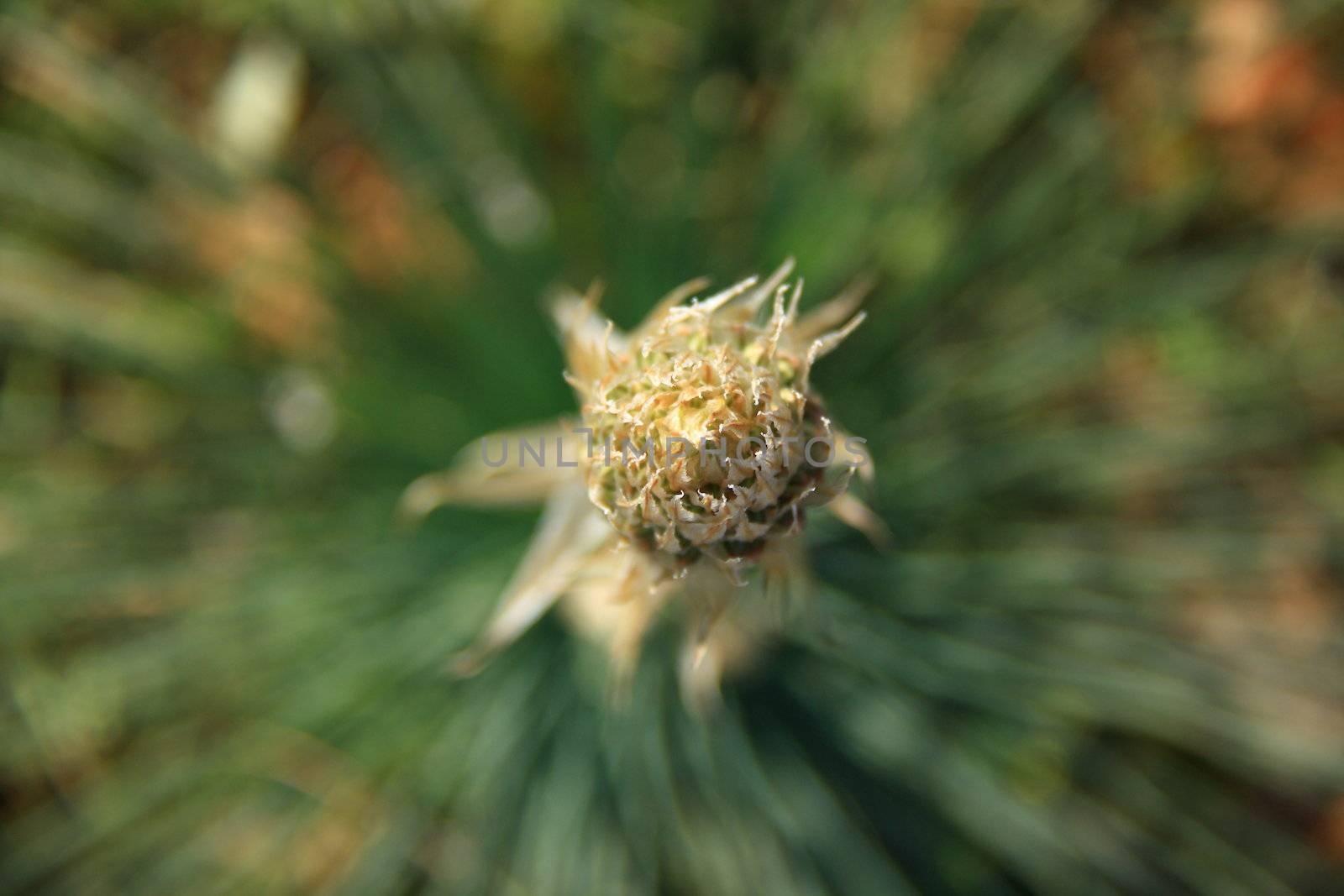 green spring flower on blur decorative background