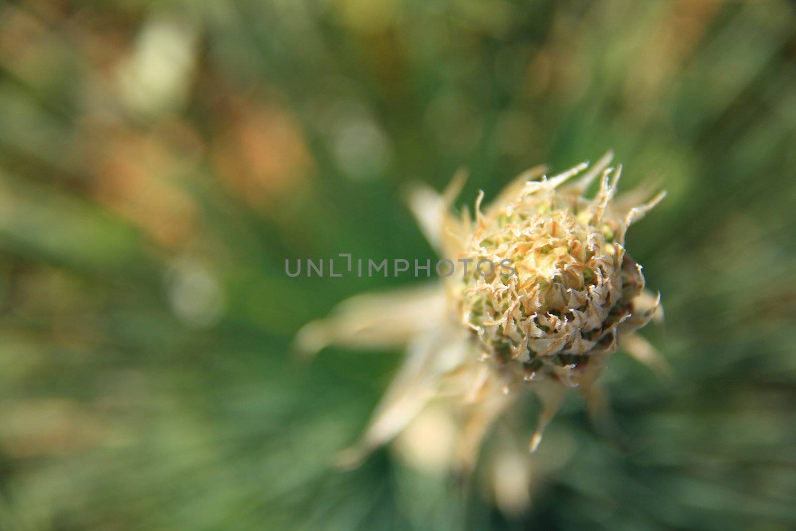 green spring flower on blur decorative background