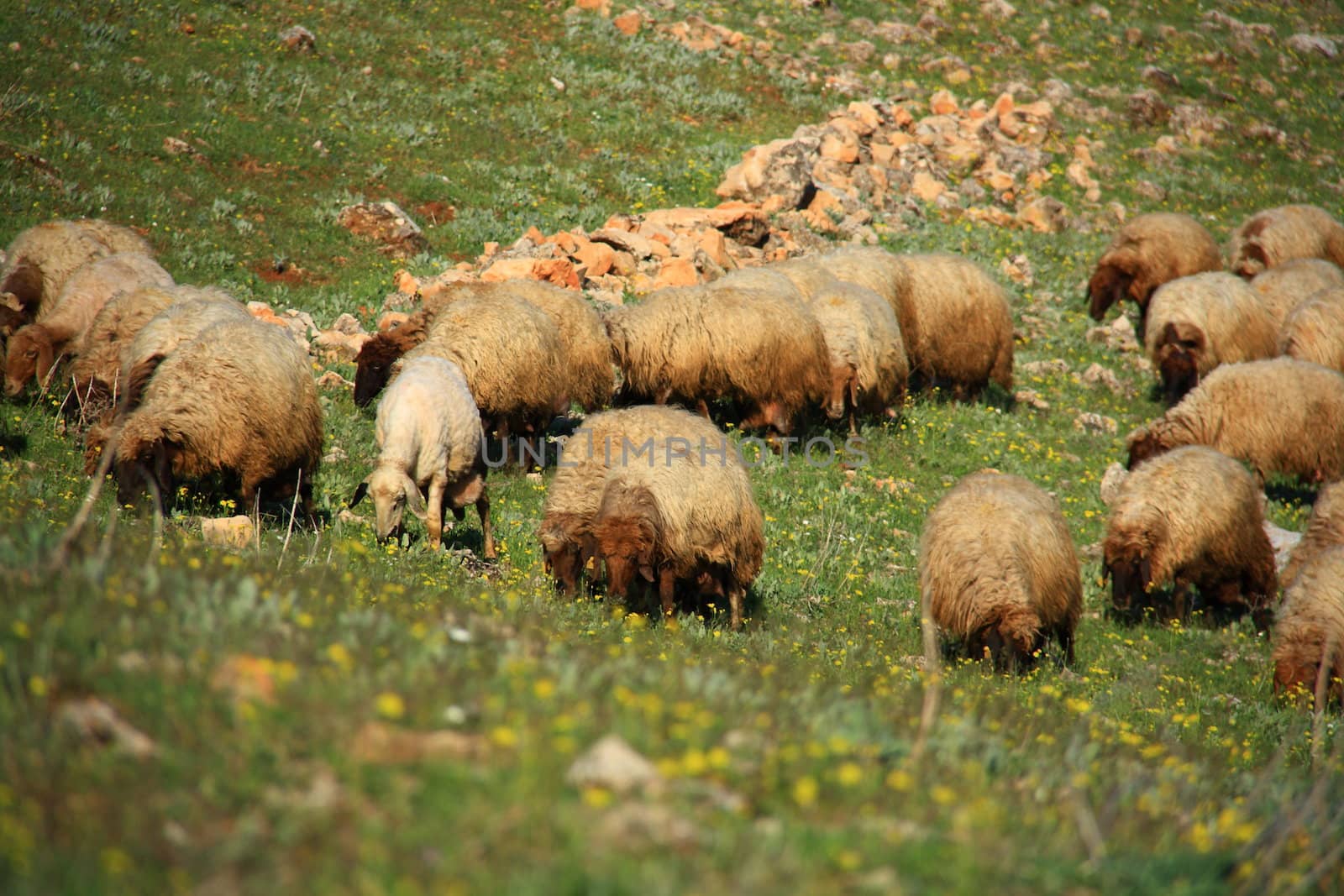 sheep eating on hill grass on summer day