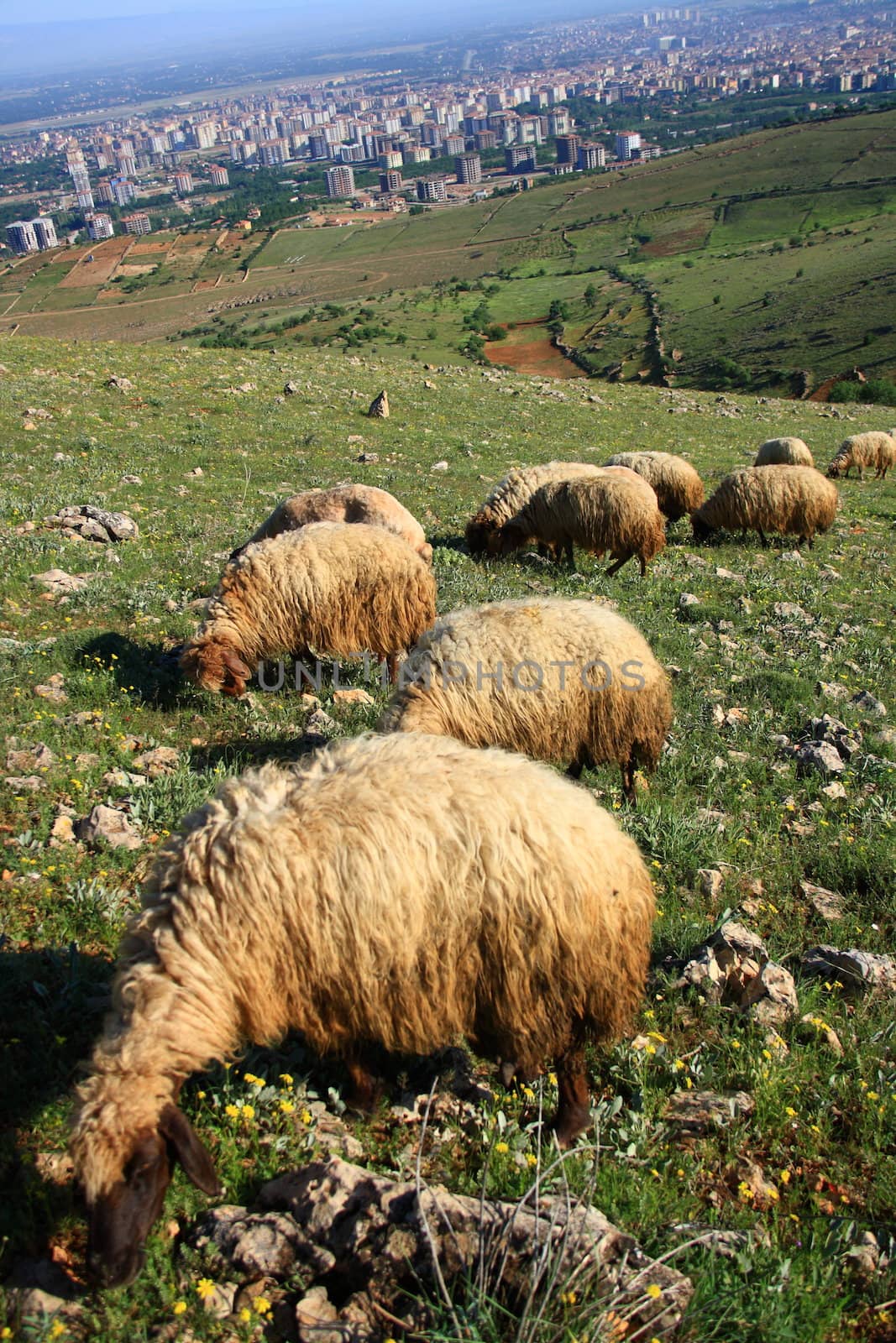 sheep eating on hill grass on summer day
