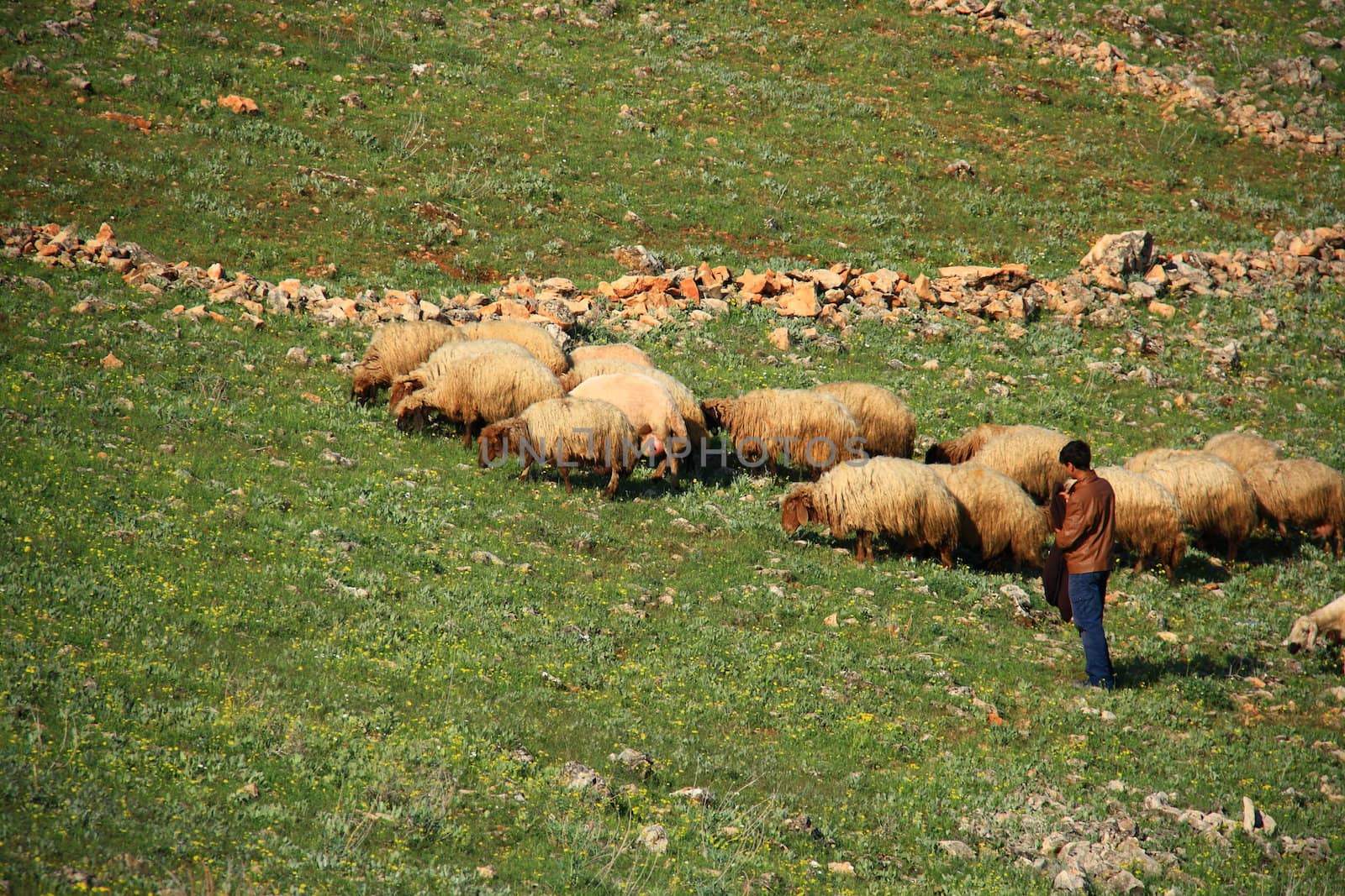 sheep eating grass on hill with their sheepman