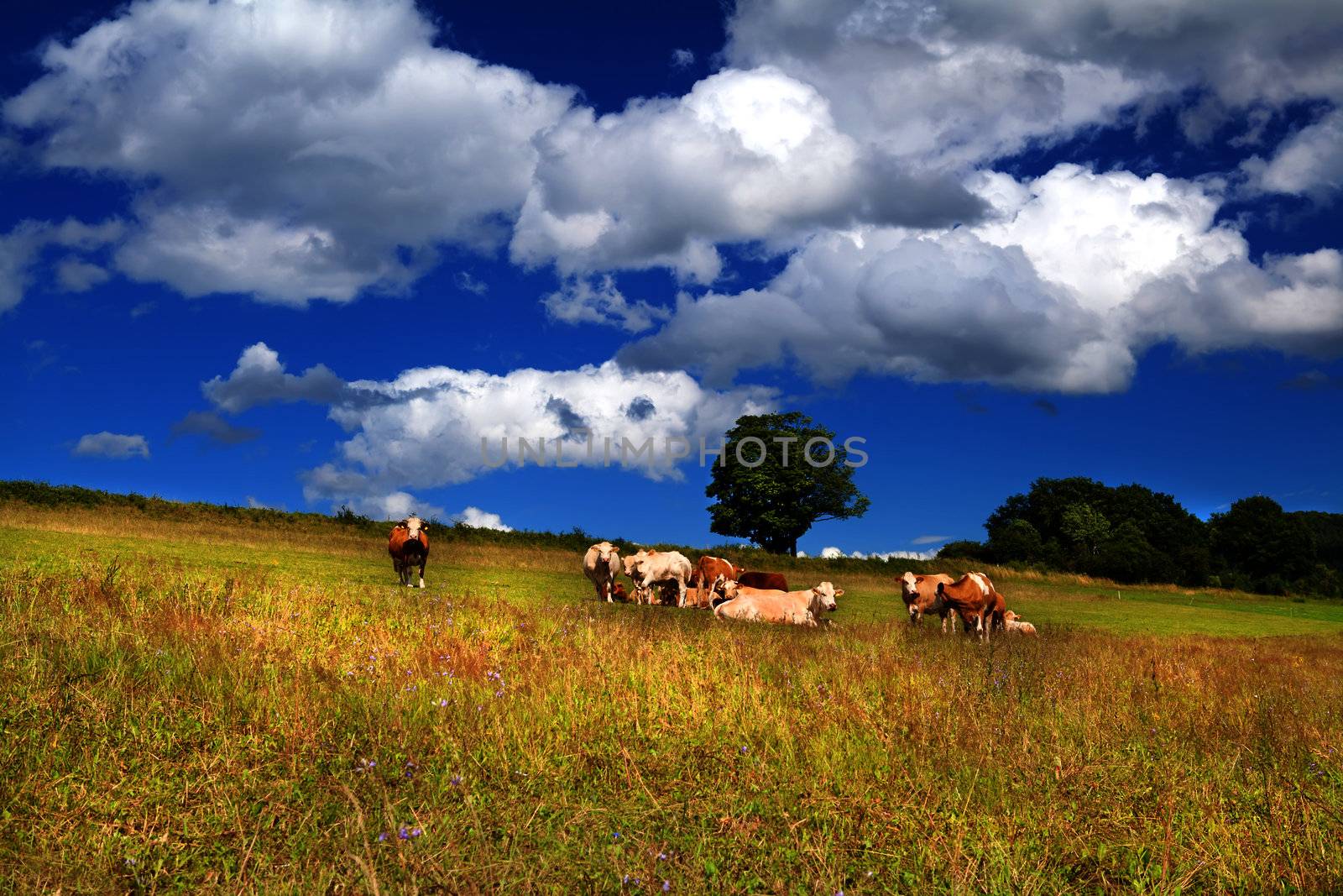 few alpine cows on summer pastoral and beautiful sky