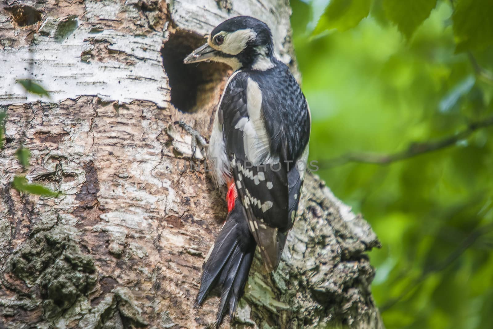 Great Spotted Woodpecker, Dendrocopos major currently has a hectic schedule to feed their kids. The picture is shot by Roeds-mountain in Halden, Norway.