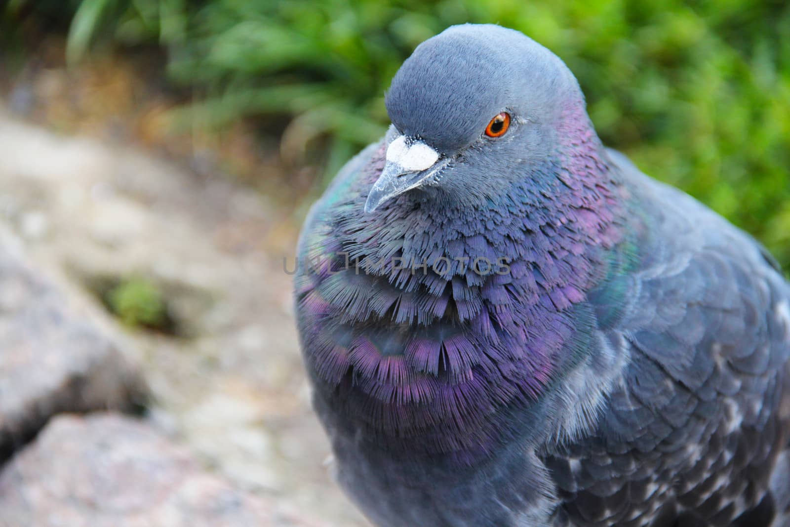 Portrait of beautiful gray pigeon close up