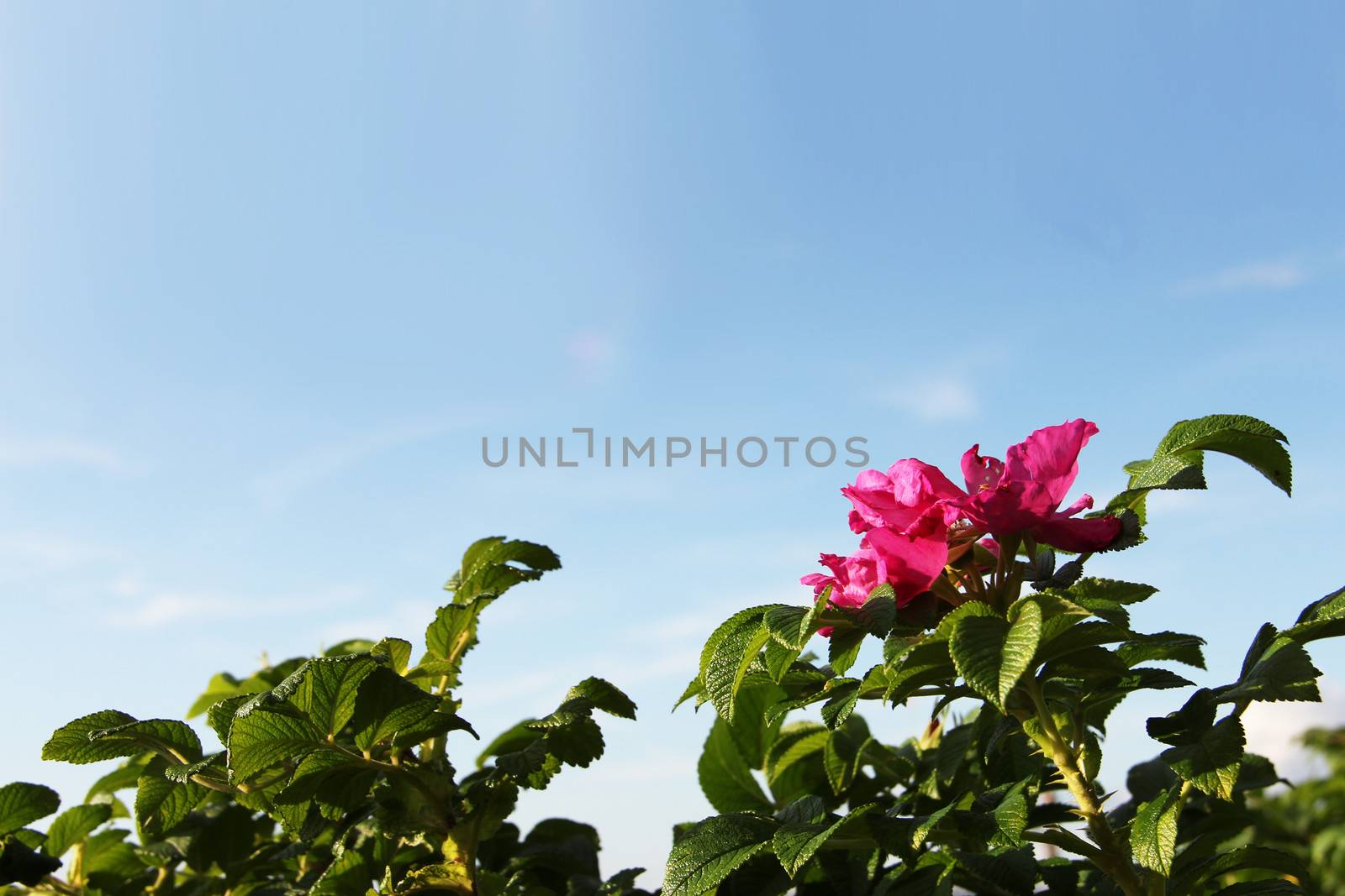 Flowering wild rose under clear blue sky