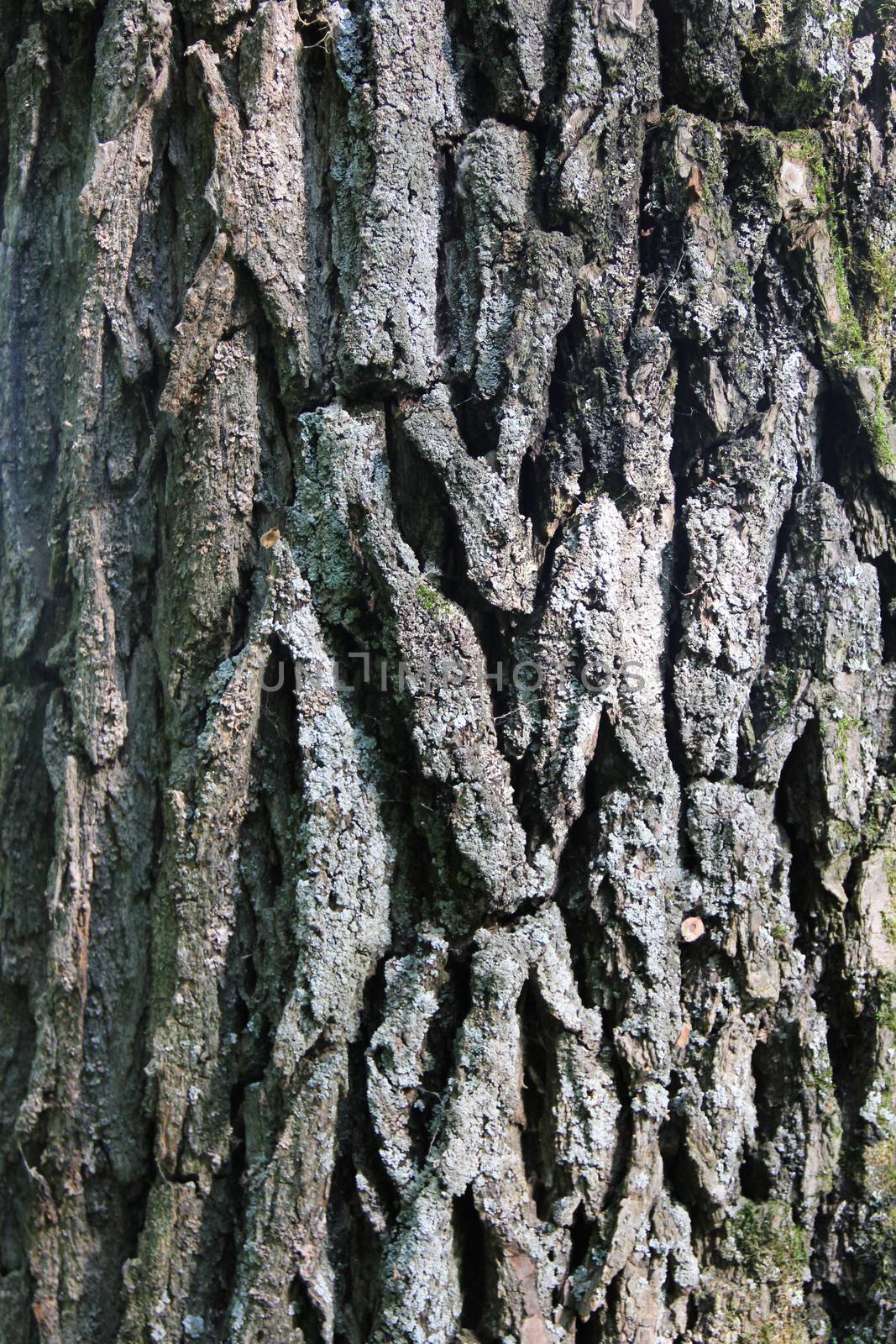 Tree bark background macro close up