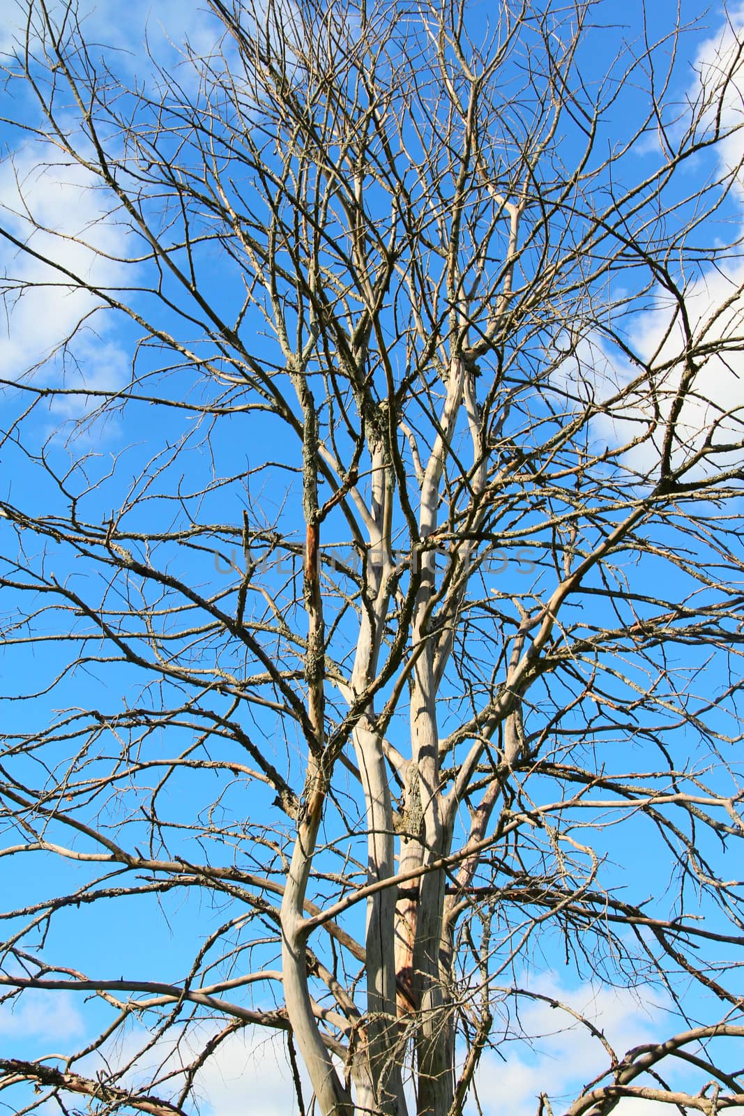 Dead tree with white trunk on blue sky background